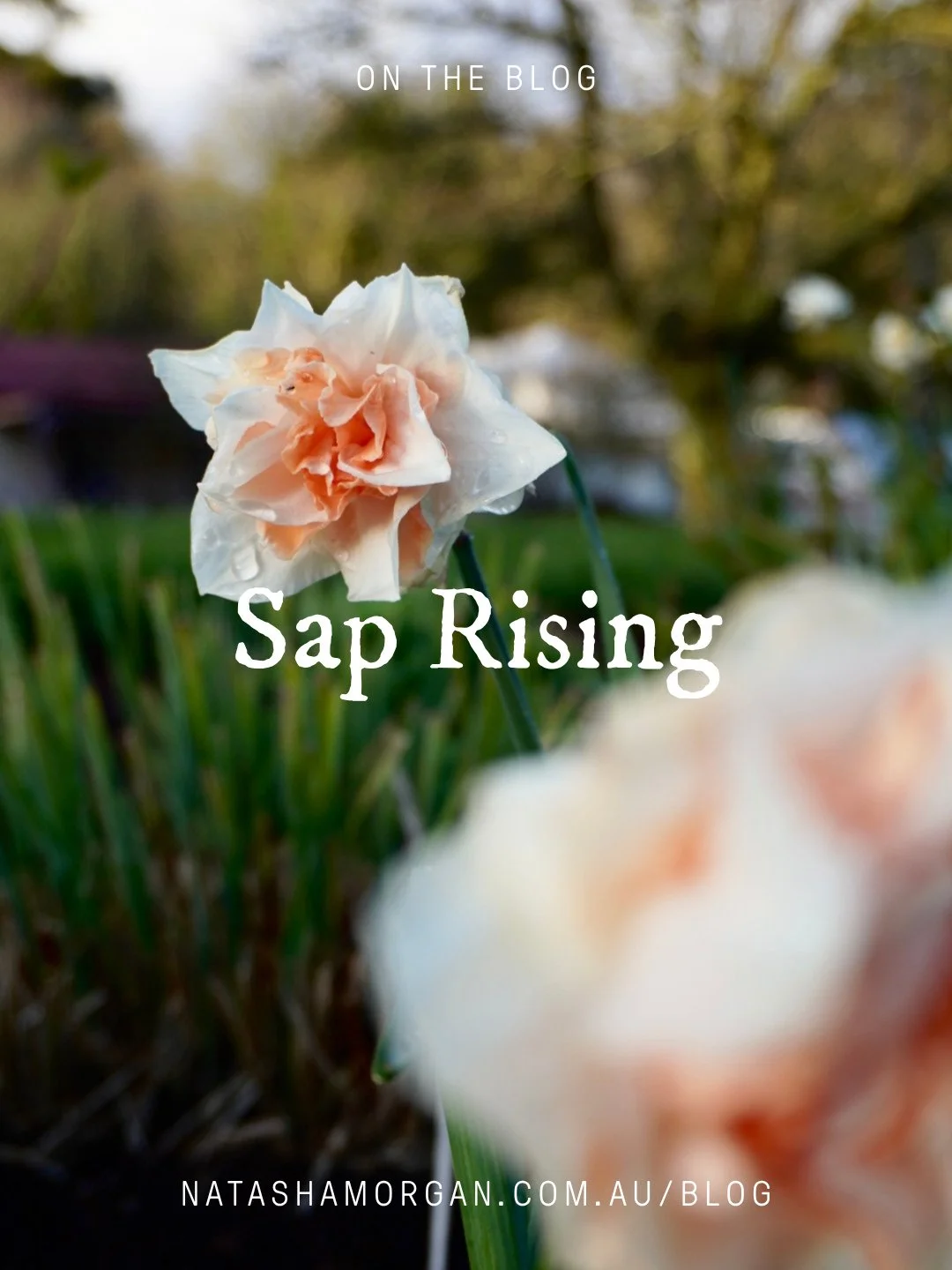 I always say my year doesn't start in January. It starts when the sap rises. And right now, you can feel it beginning, see it happening.⁠
⁠
The t&ecirc;te-&agrave;-t&ecirc;tes came up on the western verge in the last days of August, small, certain, a
