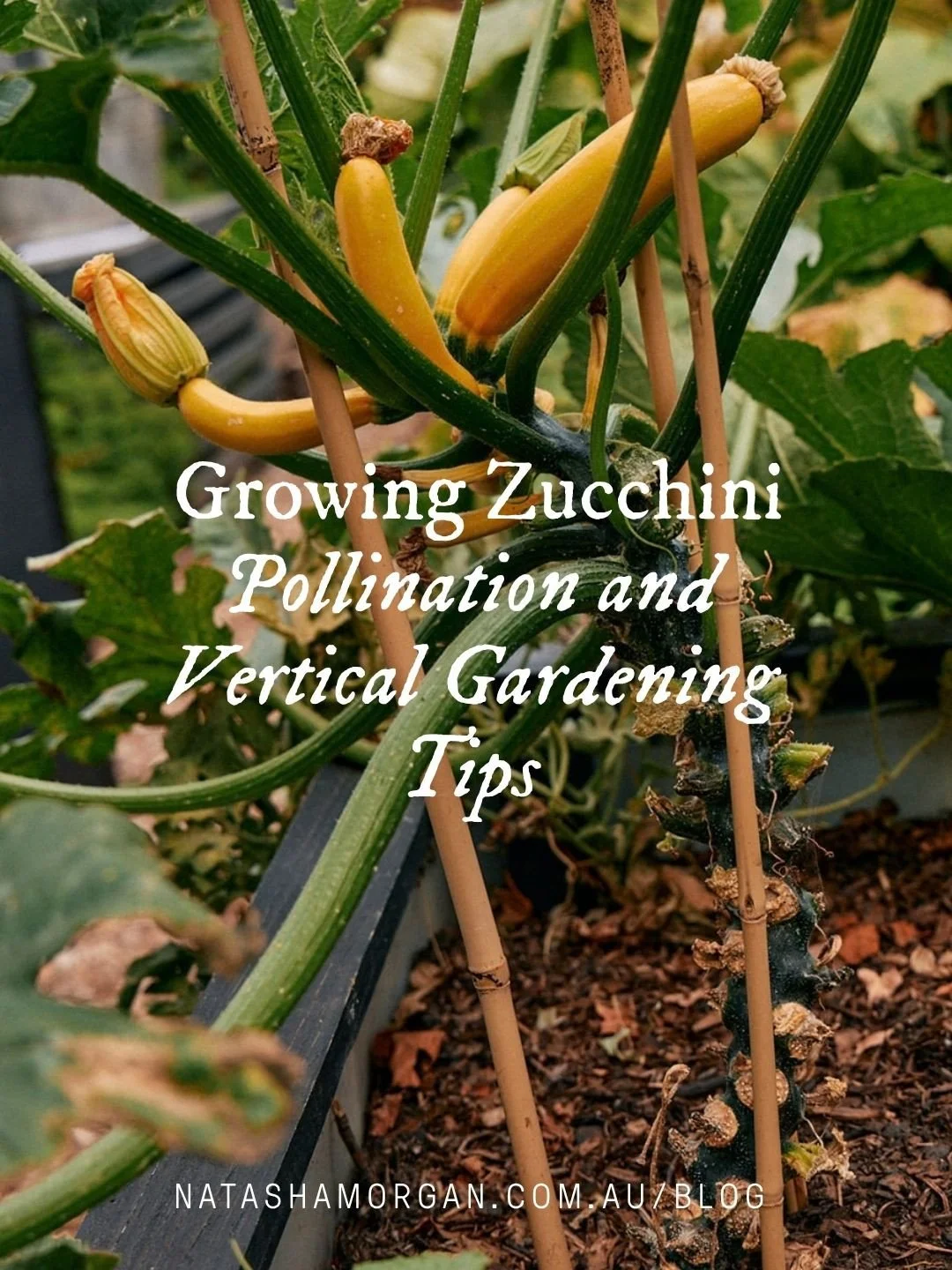 Zucchini will take over a bed if you let them. I grow mine up a stake. This is how, and why your fruit keeps shrivelling.⁠
⁠
This week I planted out some of my frost-tender plants early, on the strength of watching this unusually warm spring closely.