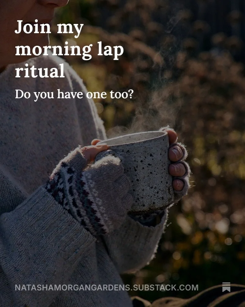 This morning&rsquo;s lap was a bit of dash, split in half by a meeting, in fact. Phone in one hand, tea in the other, working out what&rsquo;s in the wicking beds for the kids request of fried rice tonight.

The full garden lap is up on Substack now.