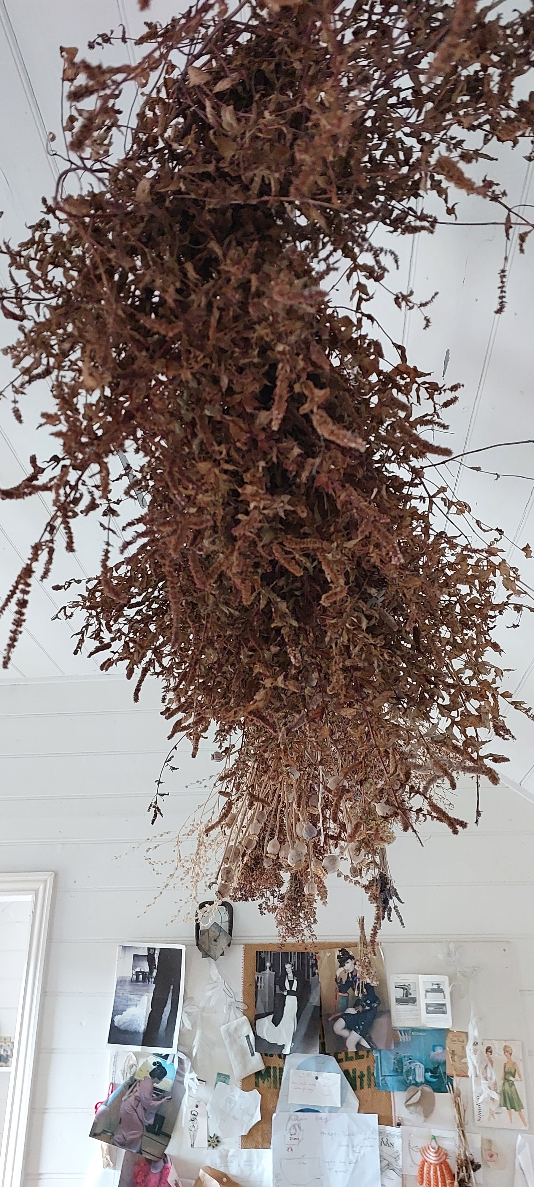 dried seeds in cottage.jpg