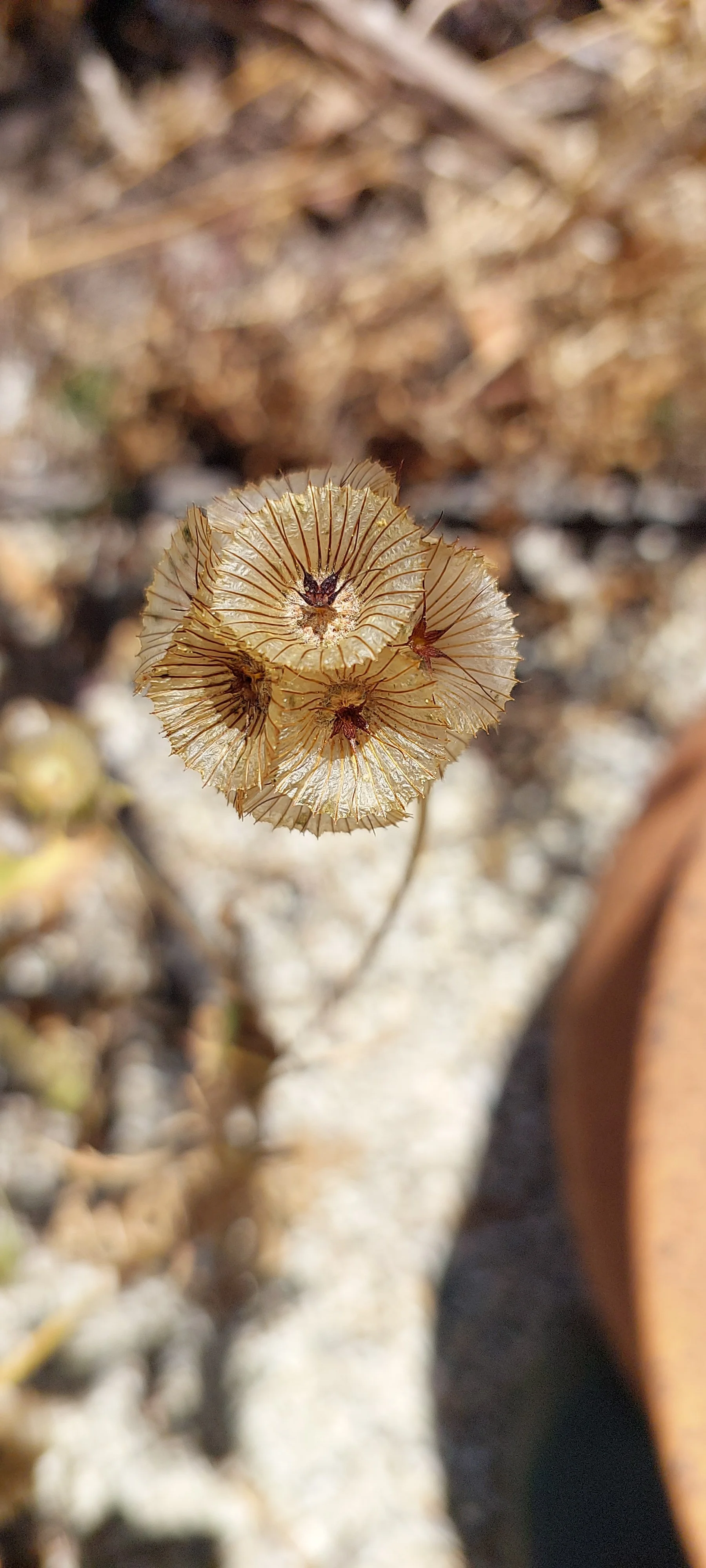 scabiosa drumstick.jpg