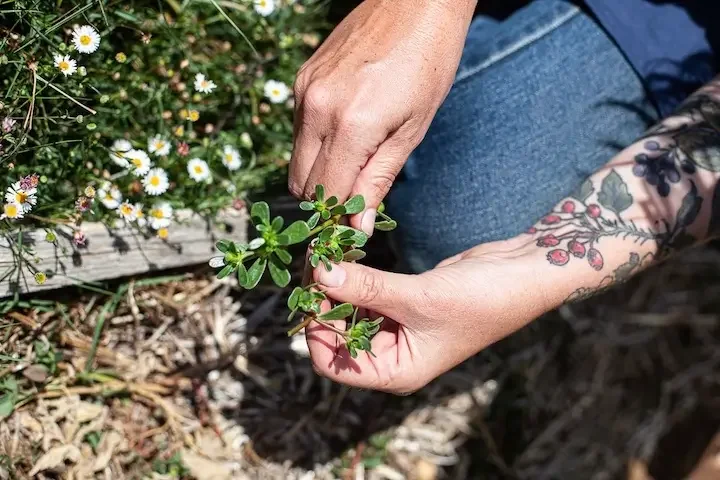 Caroline Parker, The Cottage Herbalist, picking herbs in the garden.