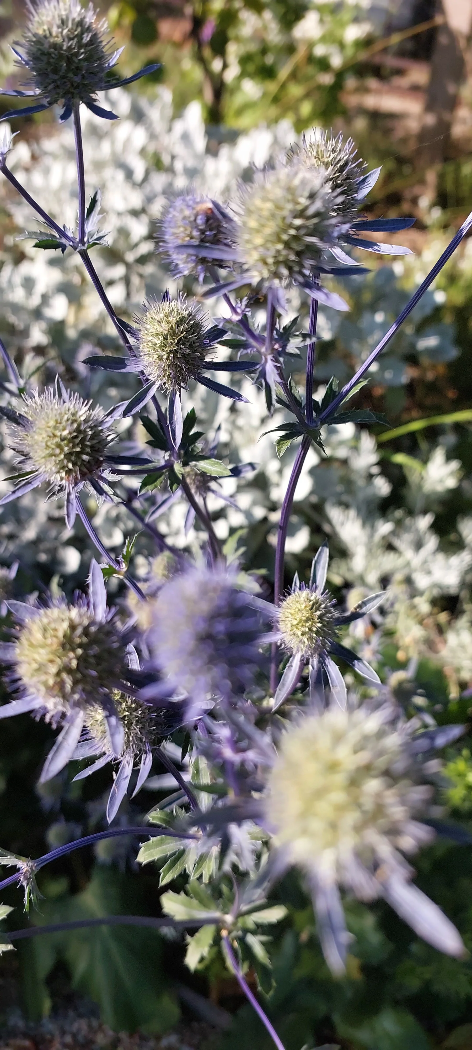 eryngium.jpg