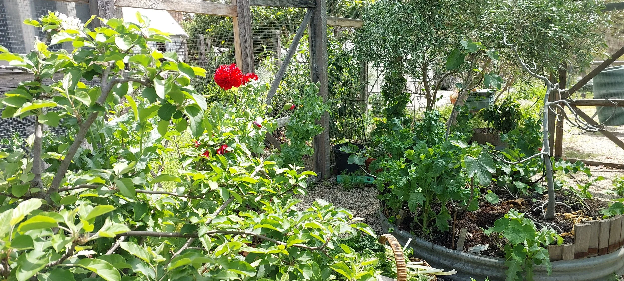 orchard 2.jpg