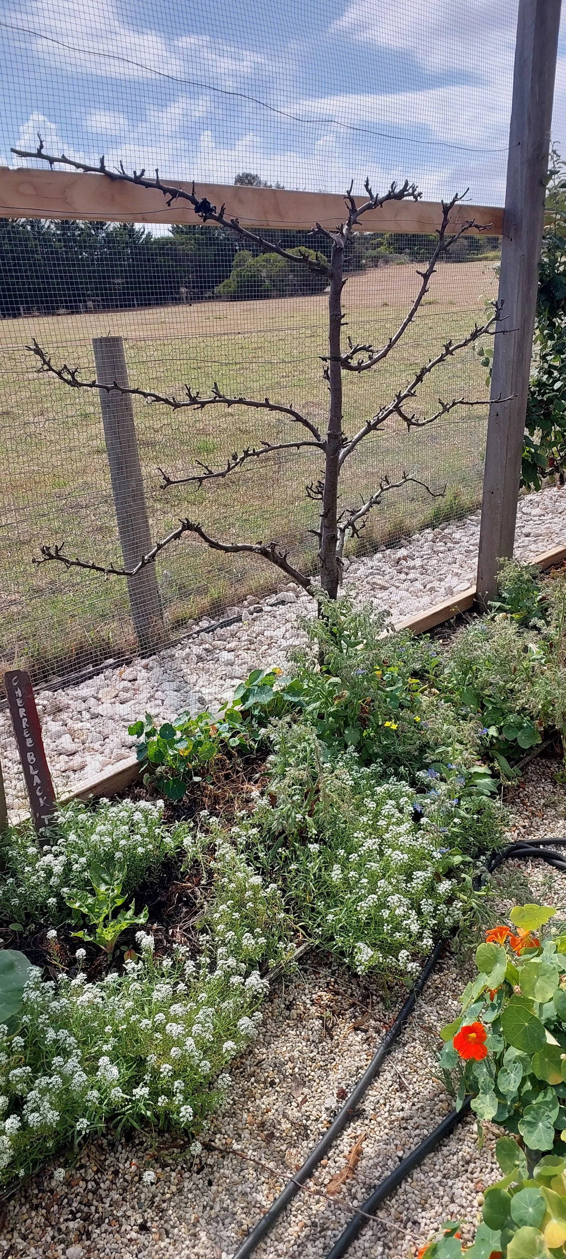 prune espalier.jpg
