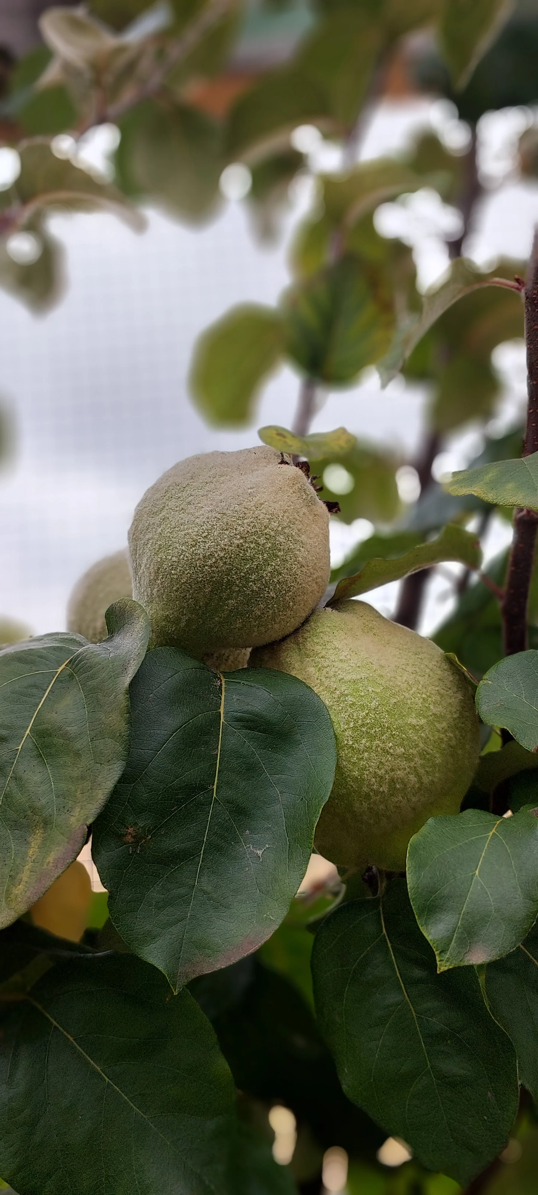 quince.jpg