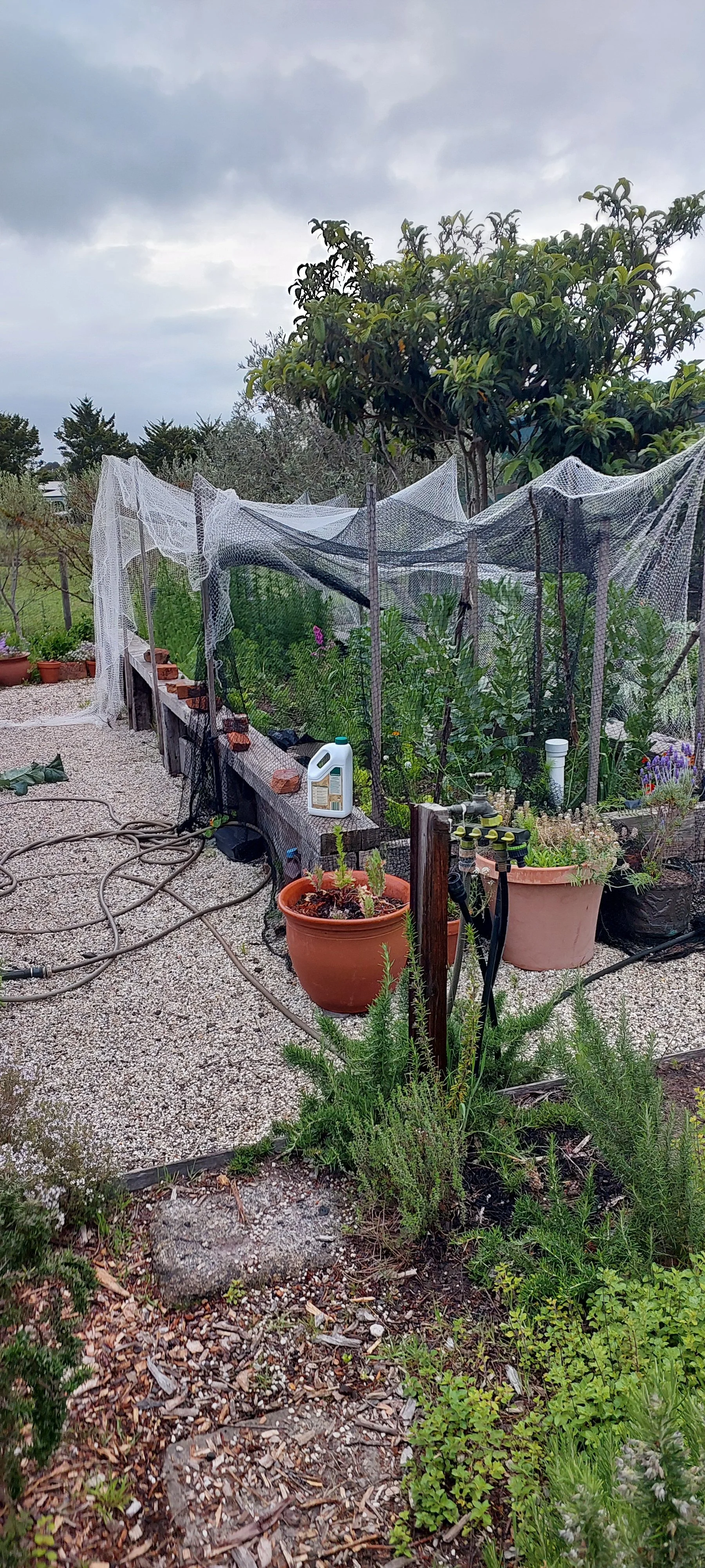 raised bed.jpg