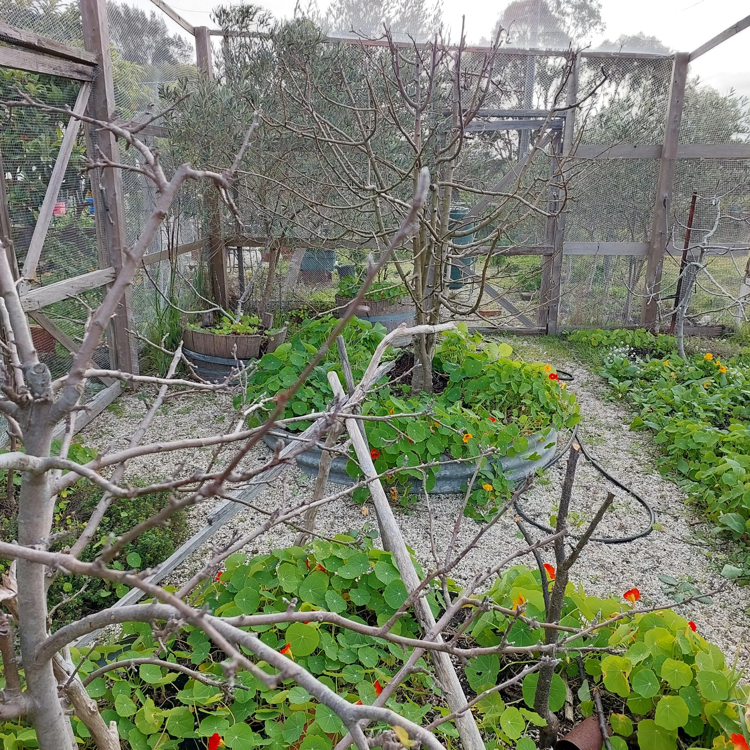 winter orchard.jpg
