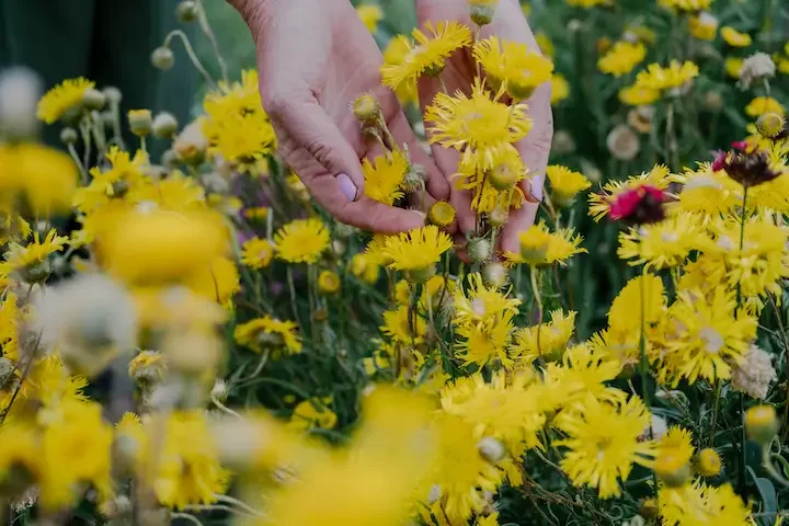 Jac Semmler yellow flowers