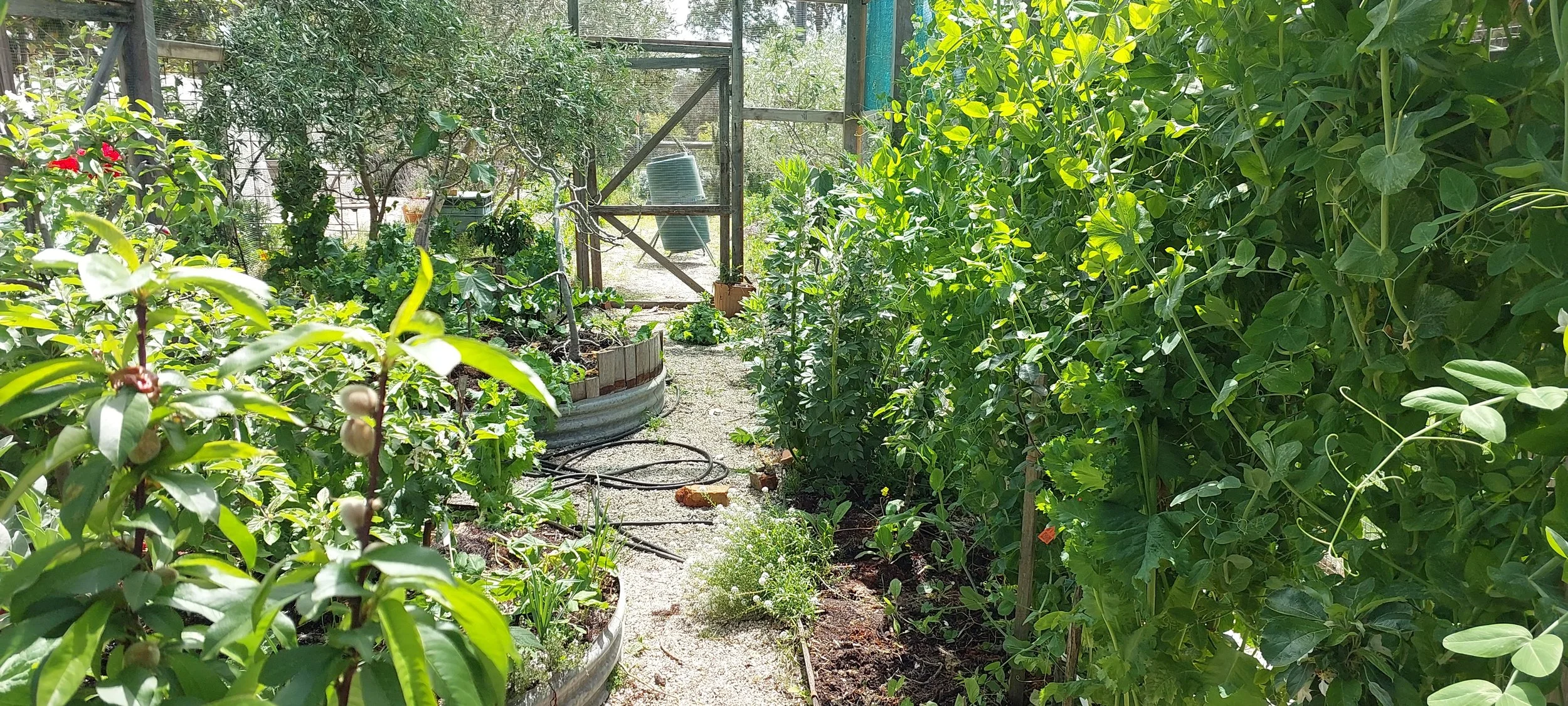 orchard 3.jpg
