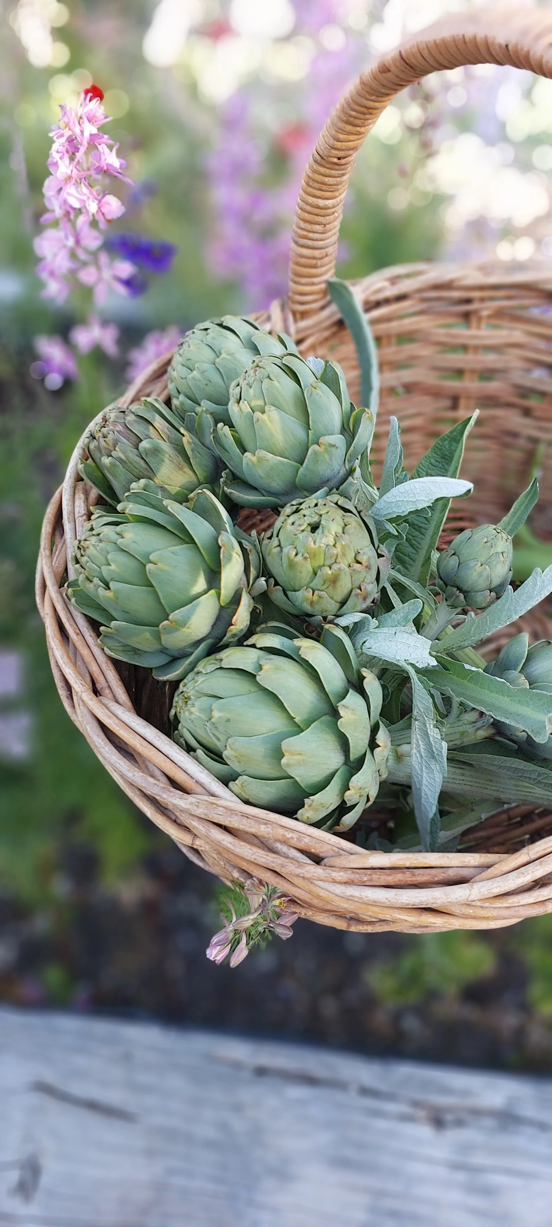 artichoke.jpg