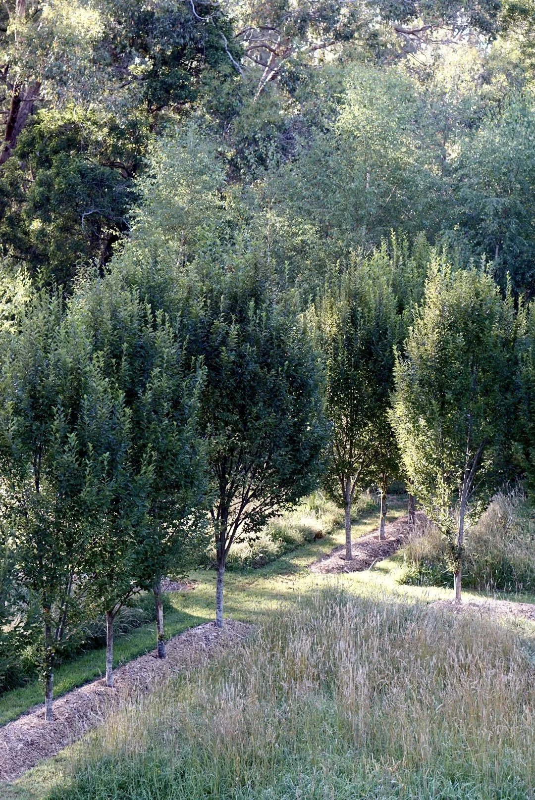 DSC02000.jpg