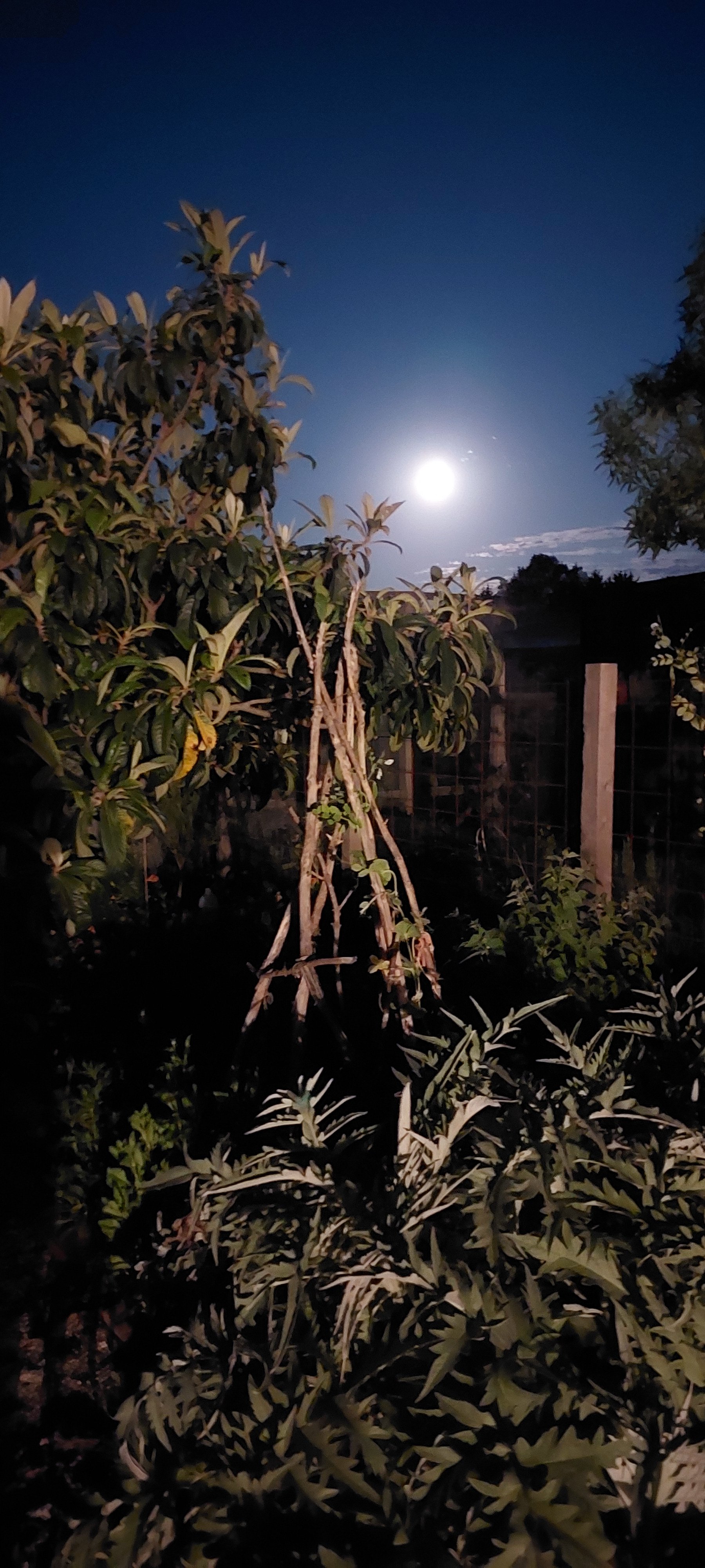 artichokes at night.jpg