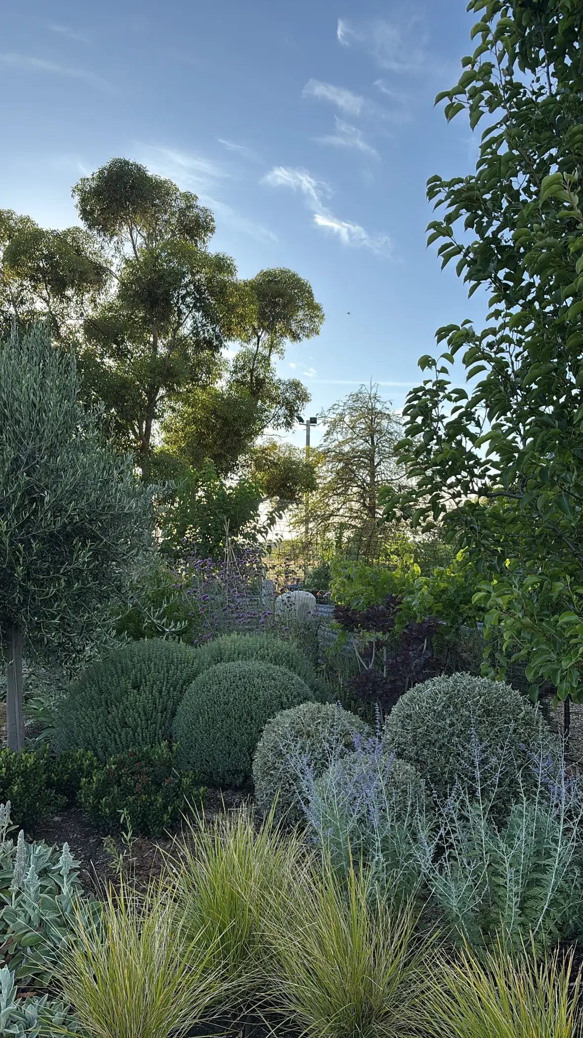 Cass Hooke's drought tolerant garden.