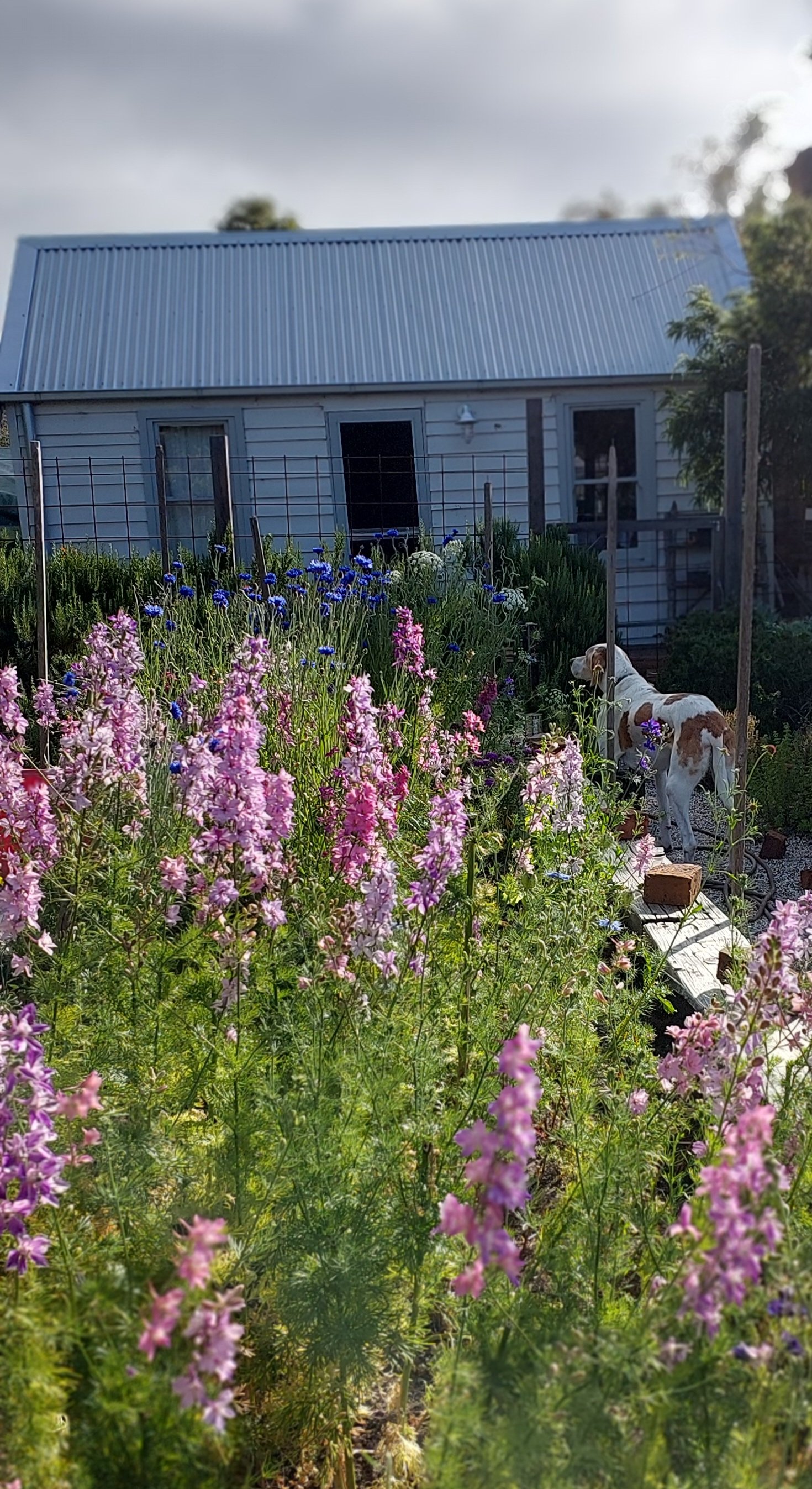 Dudley with flowers2.jpg