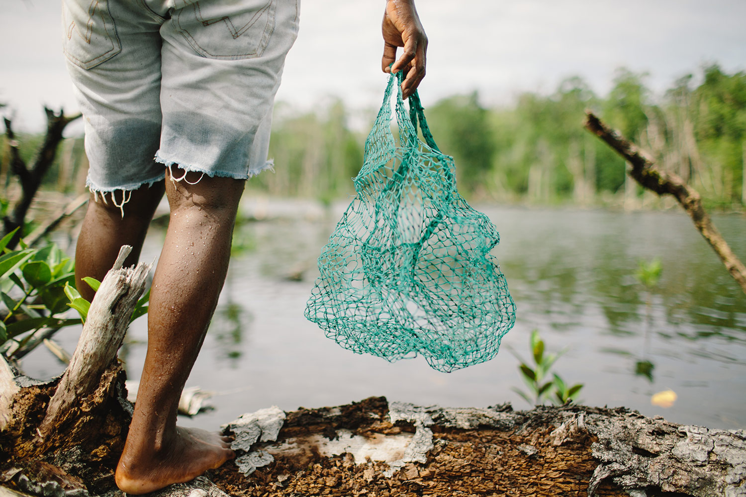 mangroves03.jpg