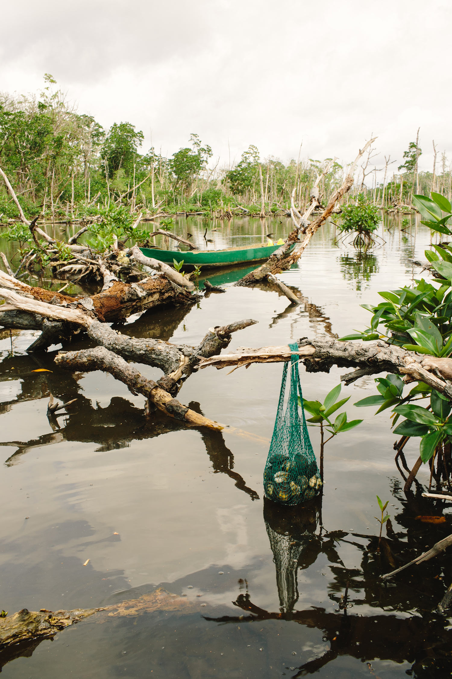 mangroves05.jpg