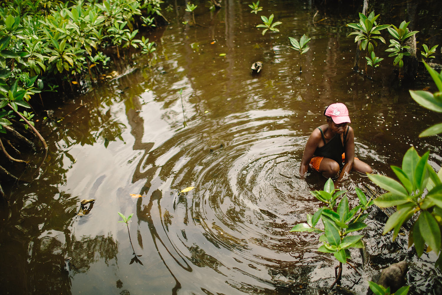 mangroves07.jpg