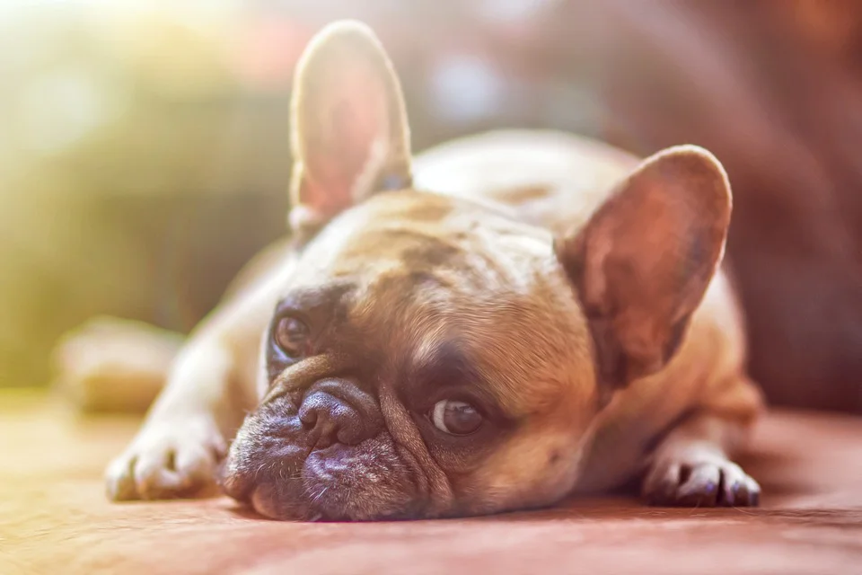 grooming-a-puppy.jpg