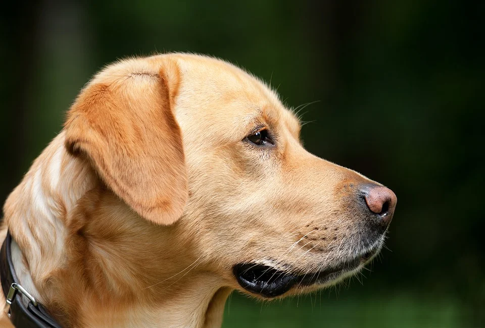 grooming-your-dog.jpg