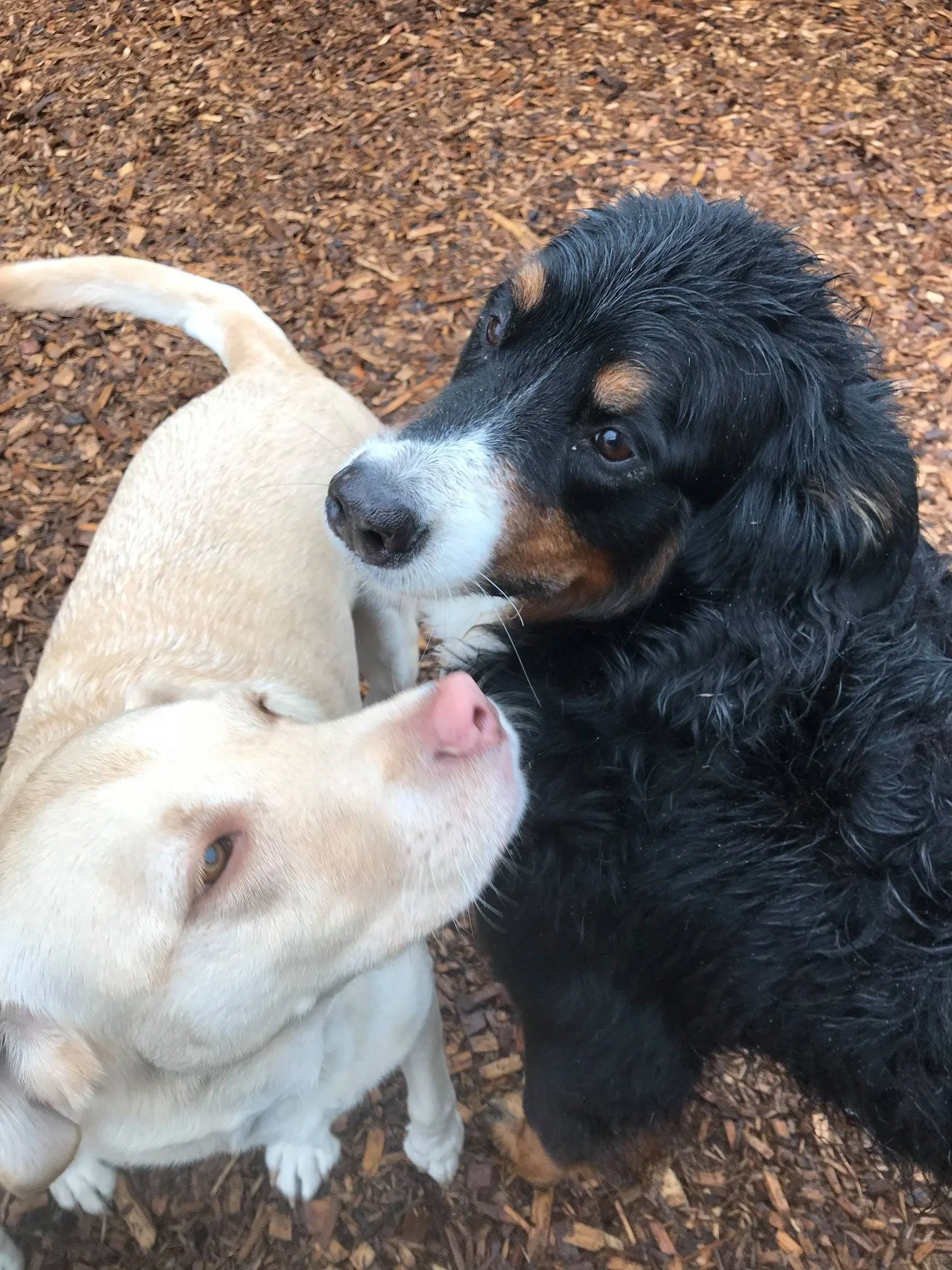 dog grooming services.jpg