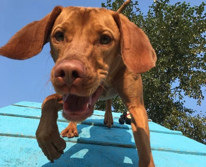 training-your-dog.jpg