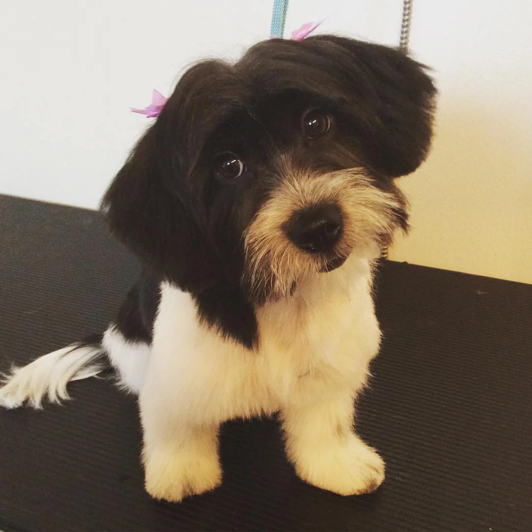 Gracie is the newest graduate of our Puppy Groom Package, and was a star for her first full body haircut!