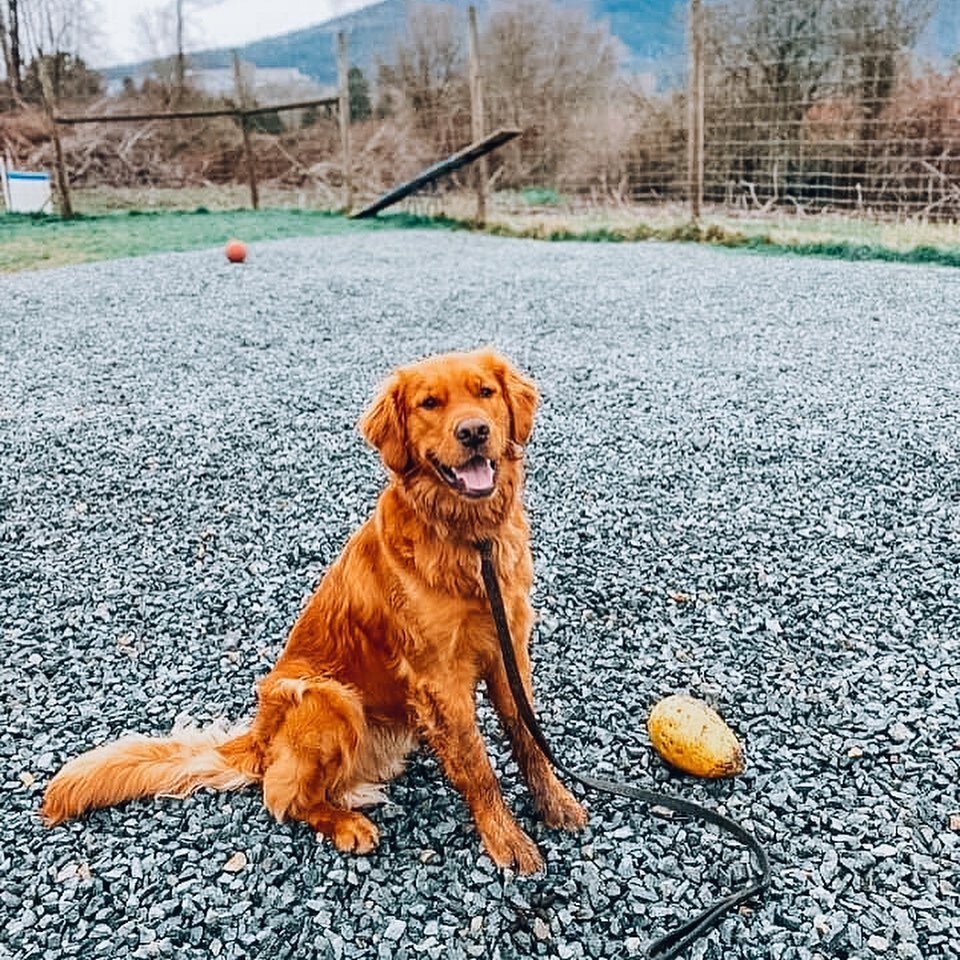 coquitlam dog daycare