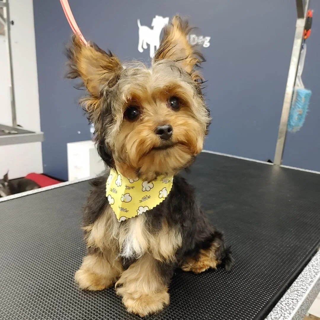 What Is A Puppy Groom