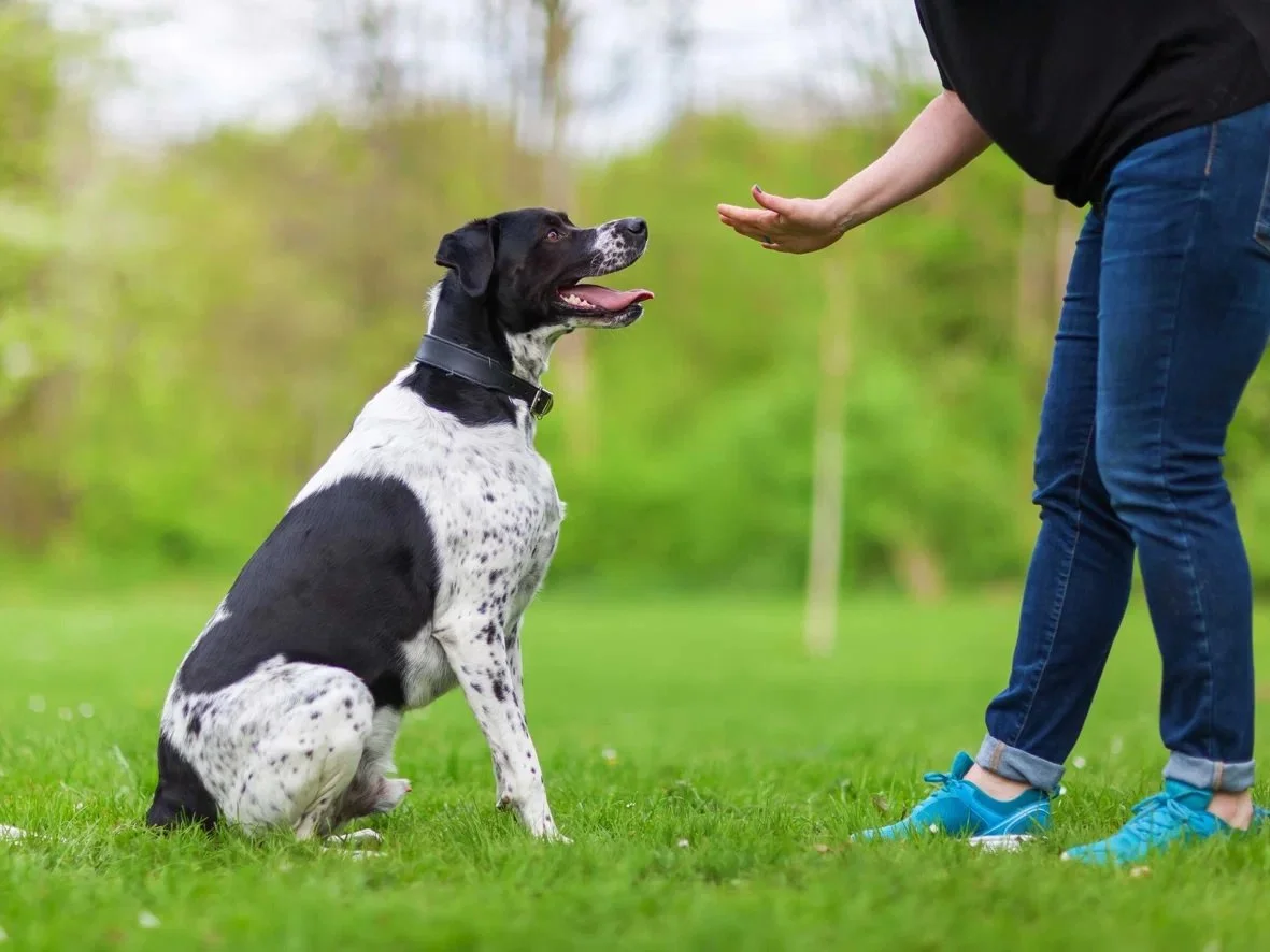 Transform Your Pet's Behaviour with Dog Training Port Moody