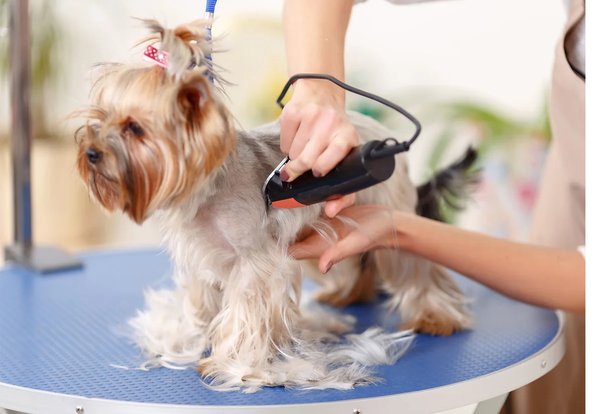 How Can Improve Your Pet's Health
