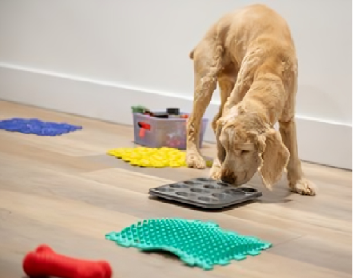 The Social and Behavioral Benefits for Dogs