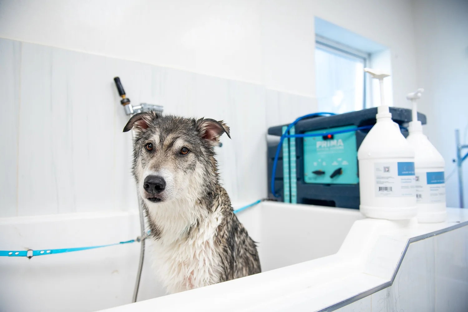 How Much Does Dog Grooming at Petsmart Cost: Affordable Rates Revealed