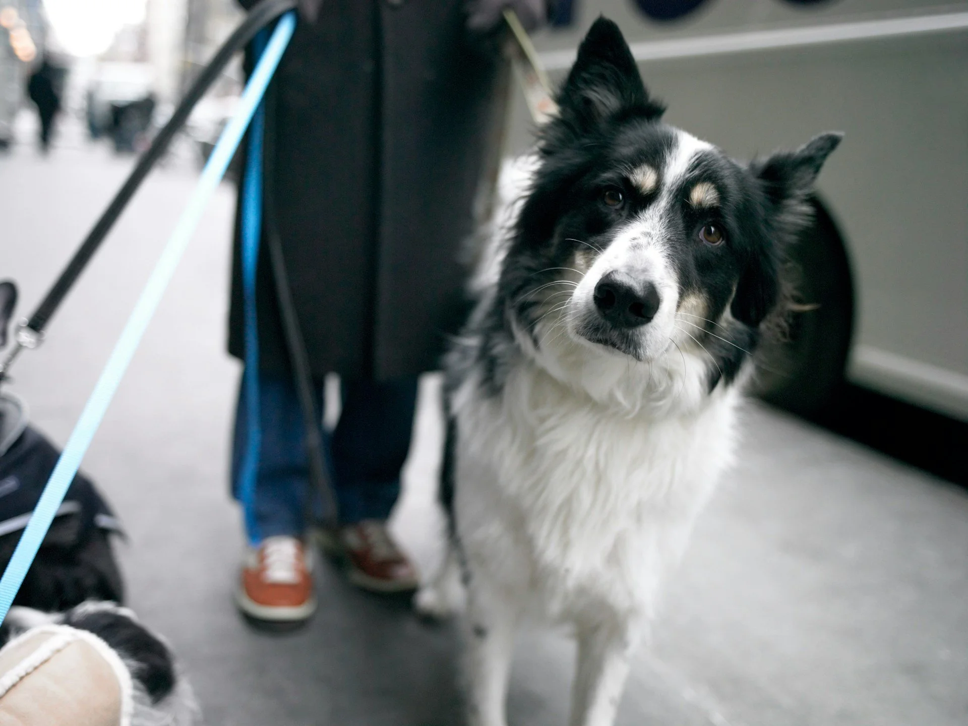 How to Prepare Your Dog for Holiday Boarding in Coquitlam and Port Moody