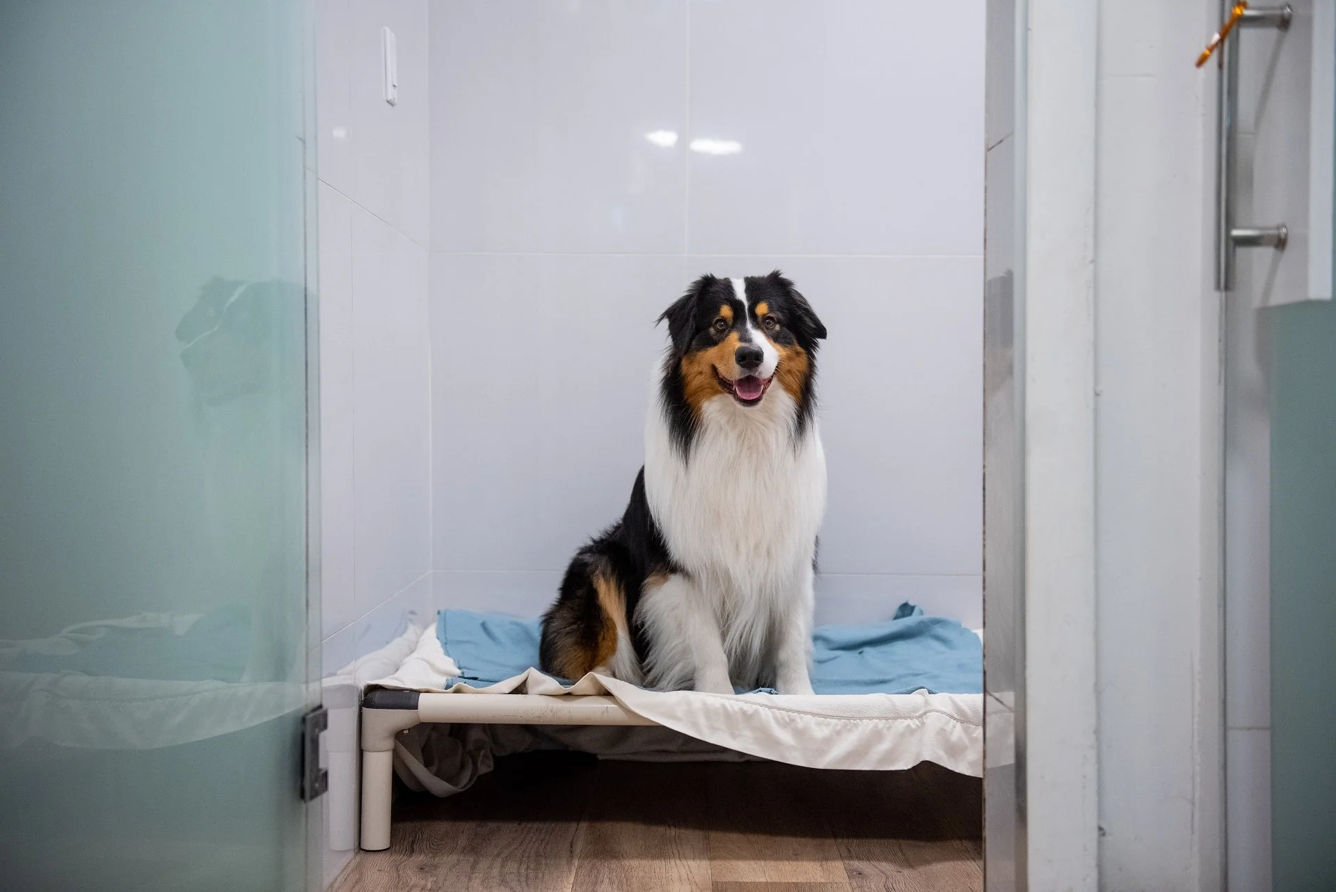 Dog Boarding in Vancouver During Winter Travel Season