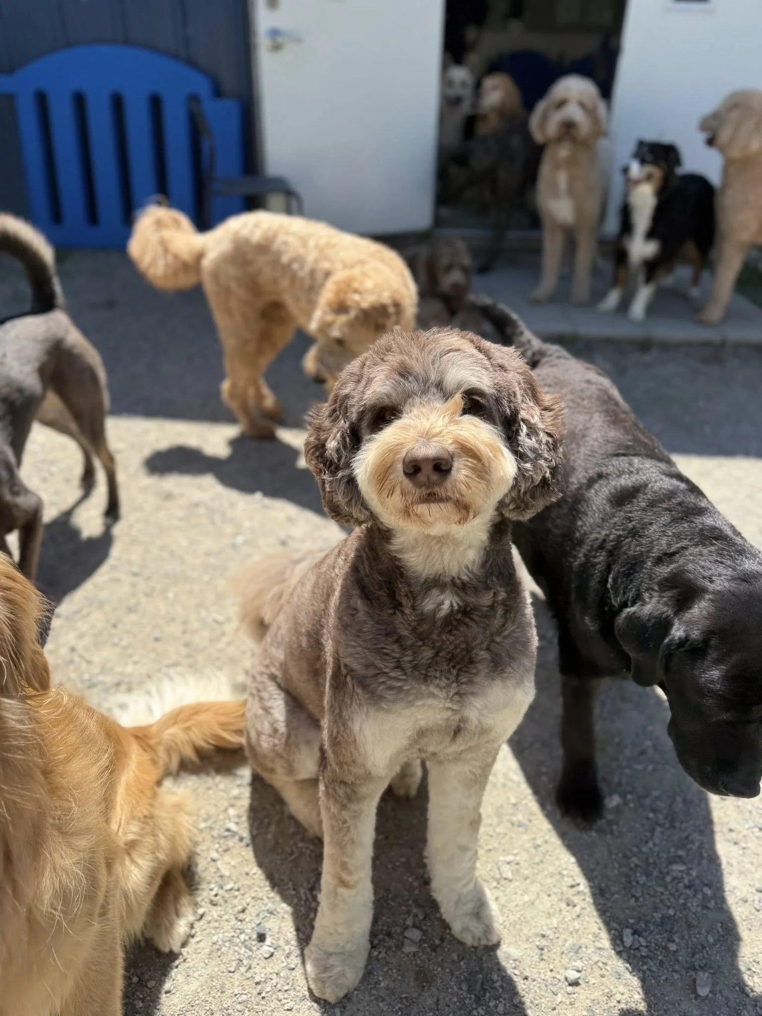 Top Benefits of Dog Daycare in Port Moody for Socialization