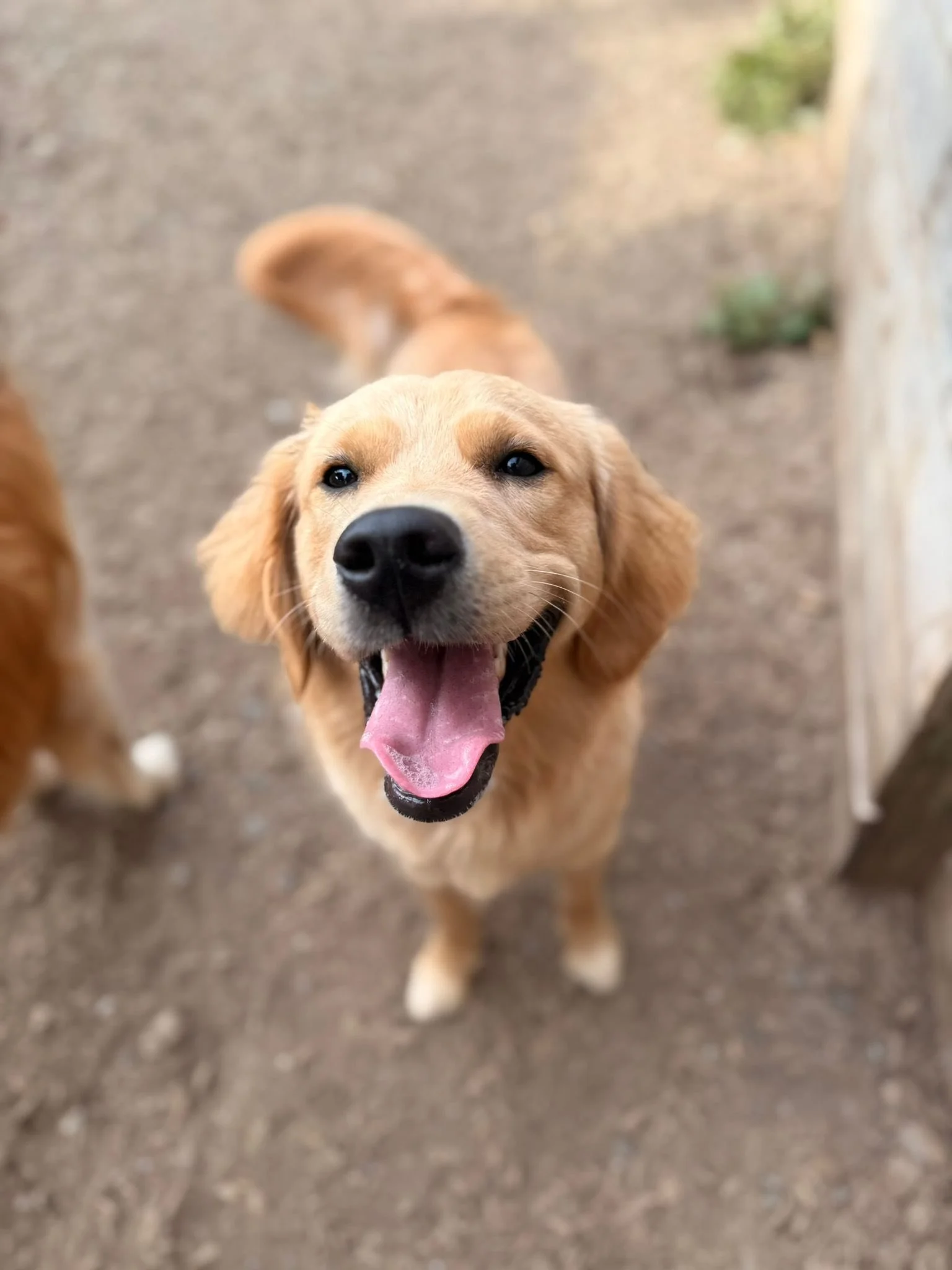  Why Fear-Free Grooming Matters for Anxious Dogs in the Tri Cities