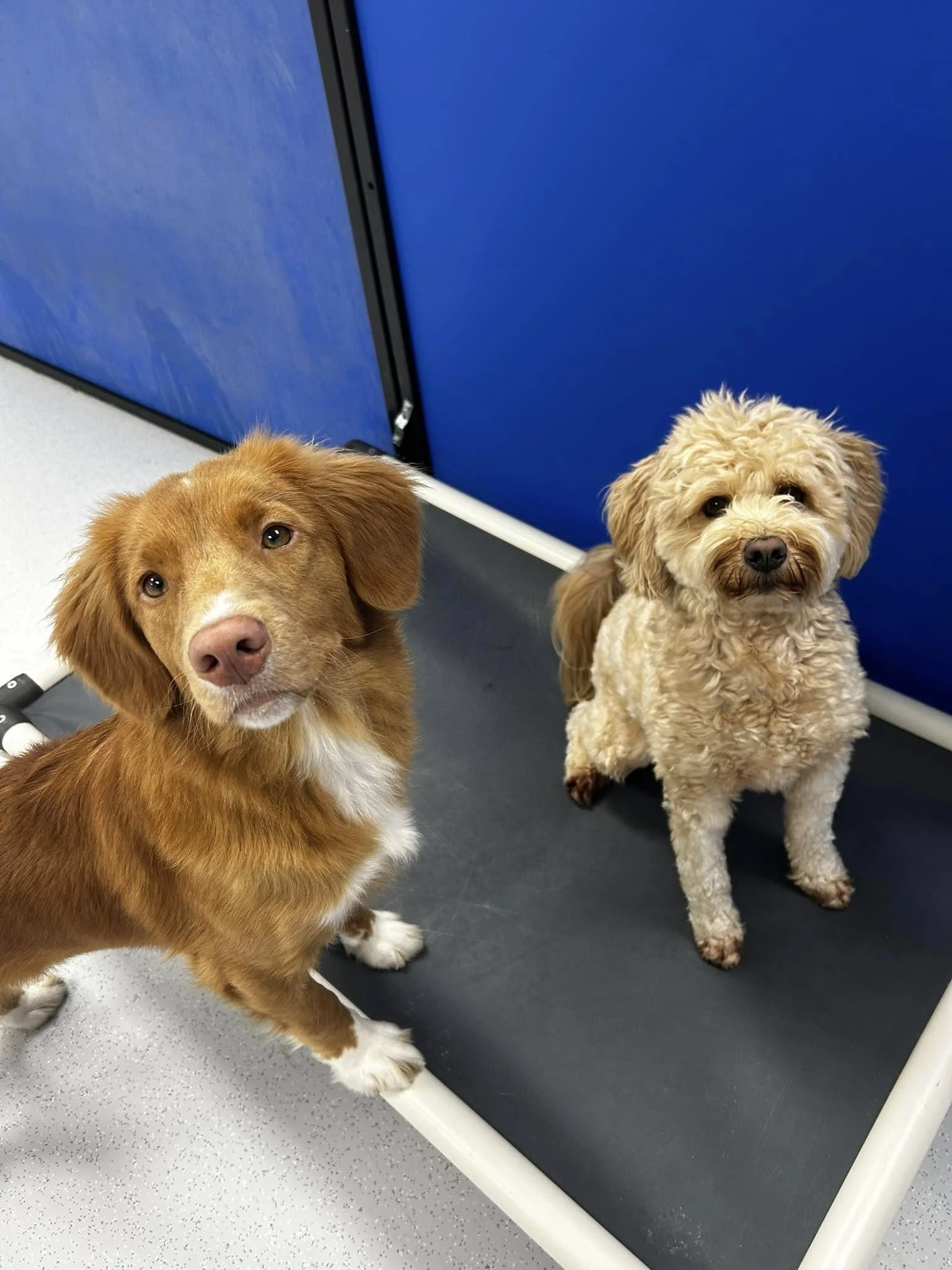 Helping Your Puppy Adjust to Their First Dog Daycare Experience