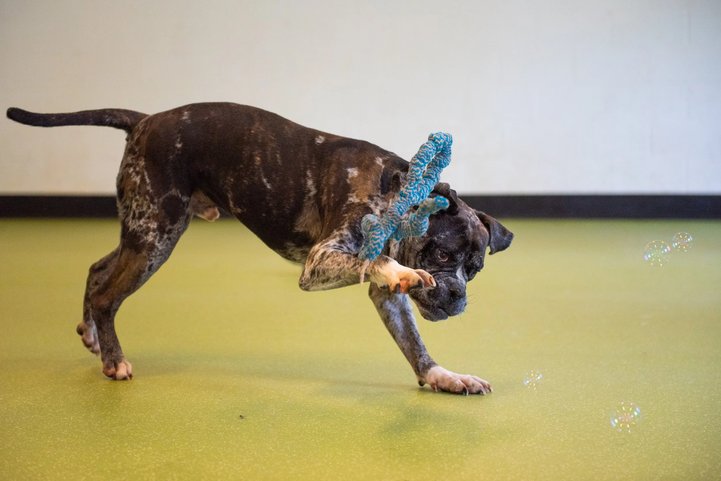 What to Look for in a Certified Dog Trainer in Port Moody