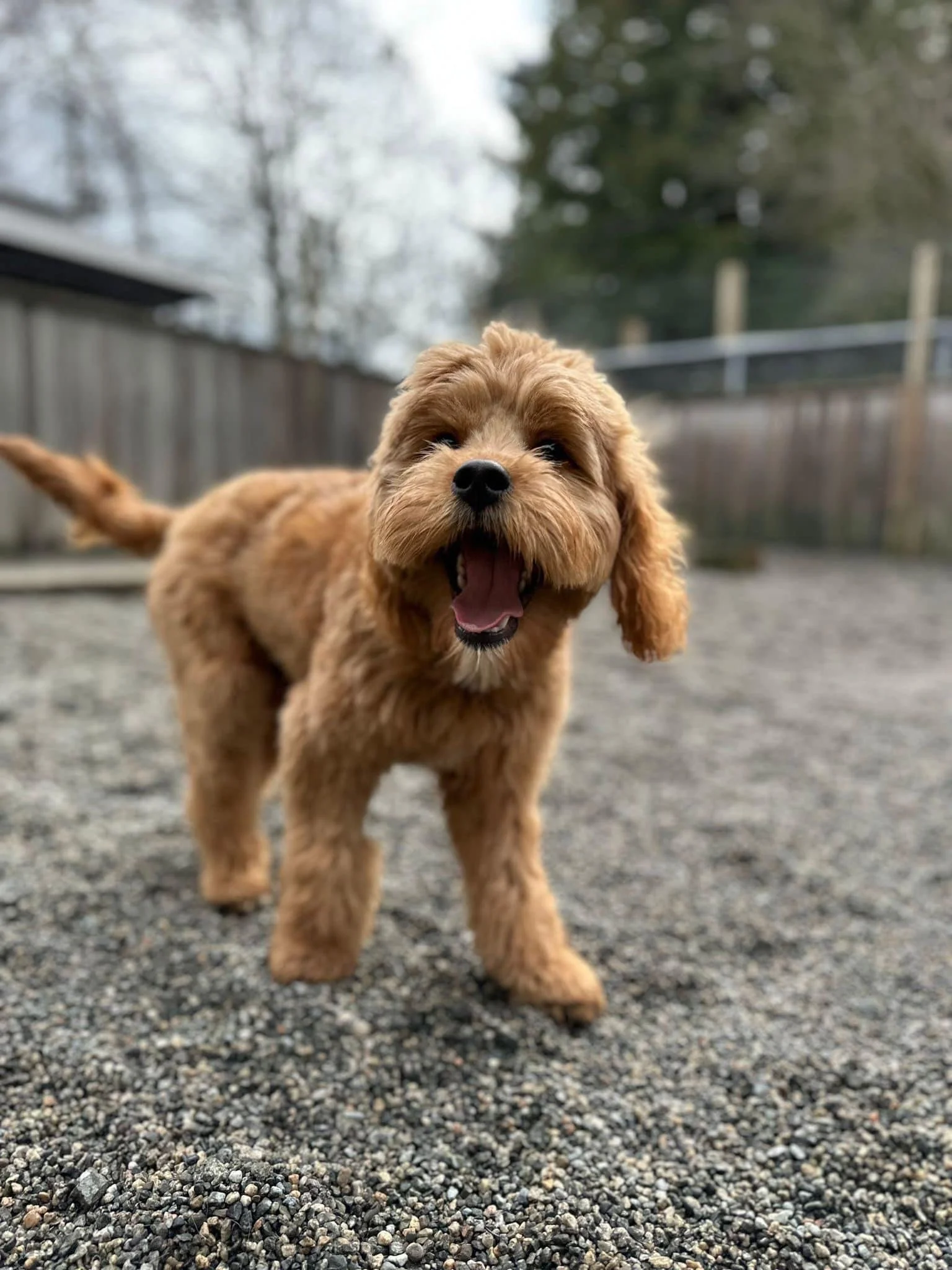 Tips for Smooth Puppy Training in the Tri Cities during Winter