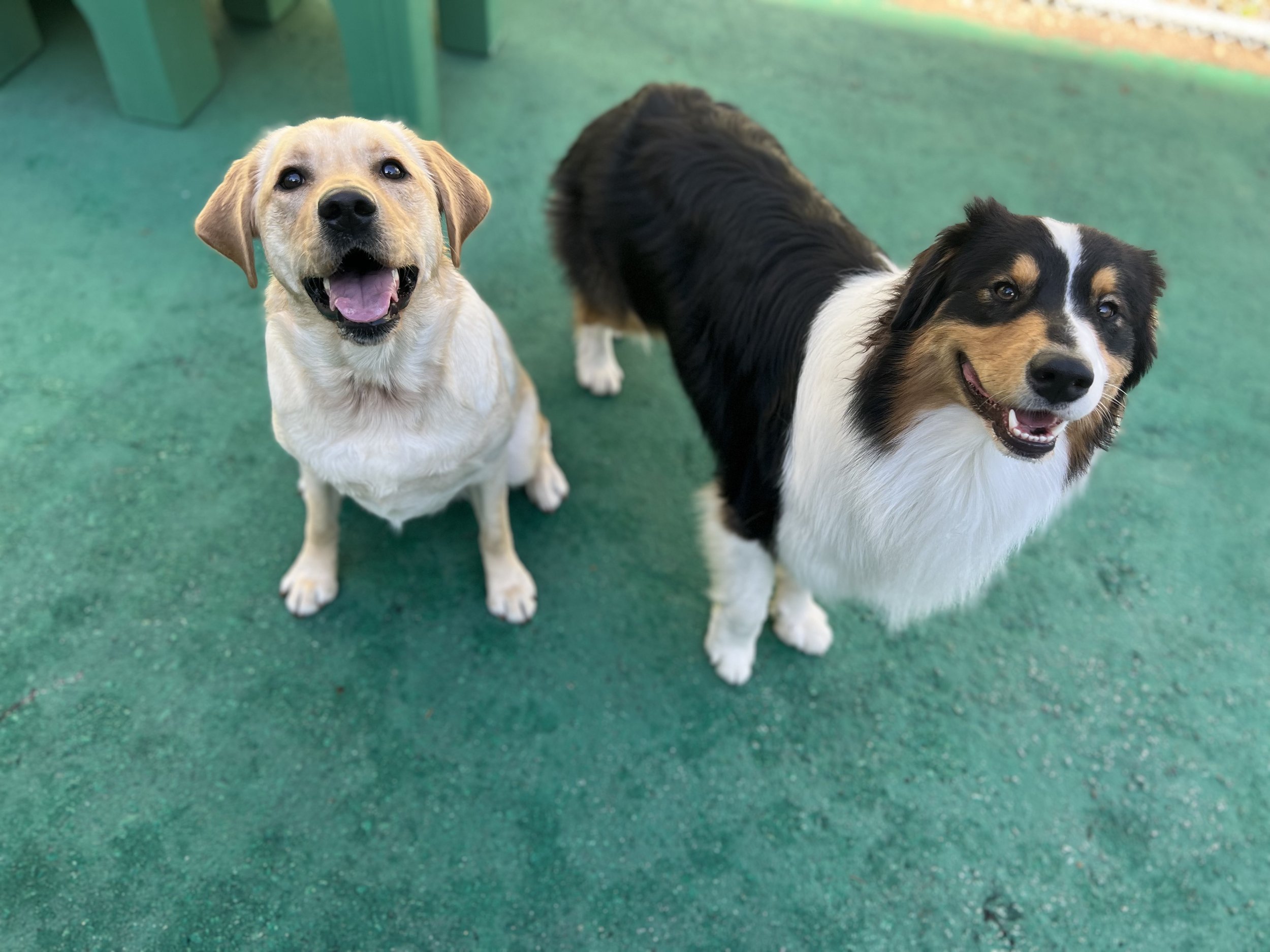 Choosing Dog Daycare in Port Coquitlam for High-Energy Breeds