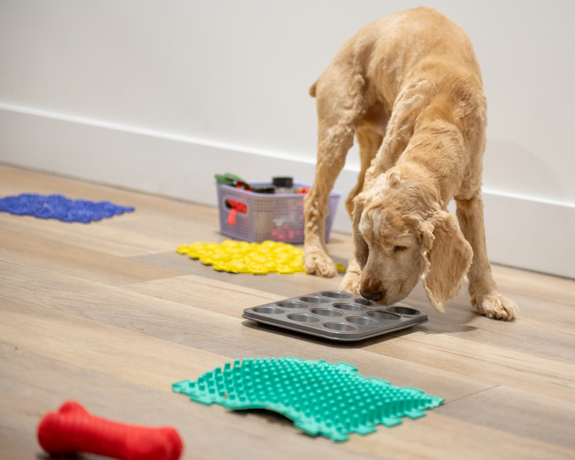 Planning Spring Adventures? Dog Daycare in Port Coquitlam for Active Dogs