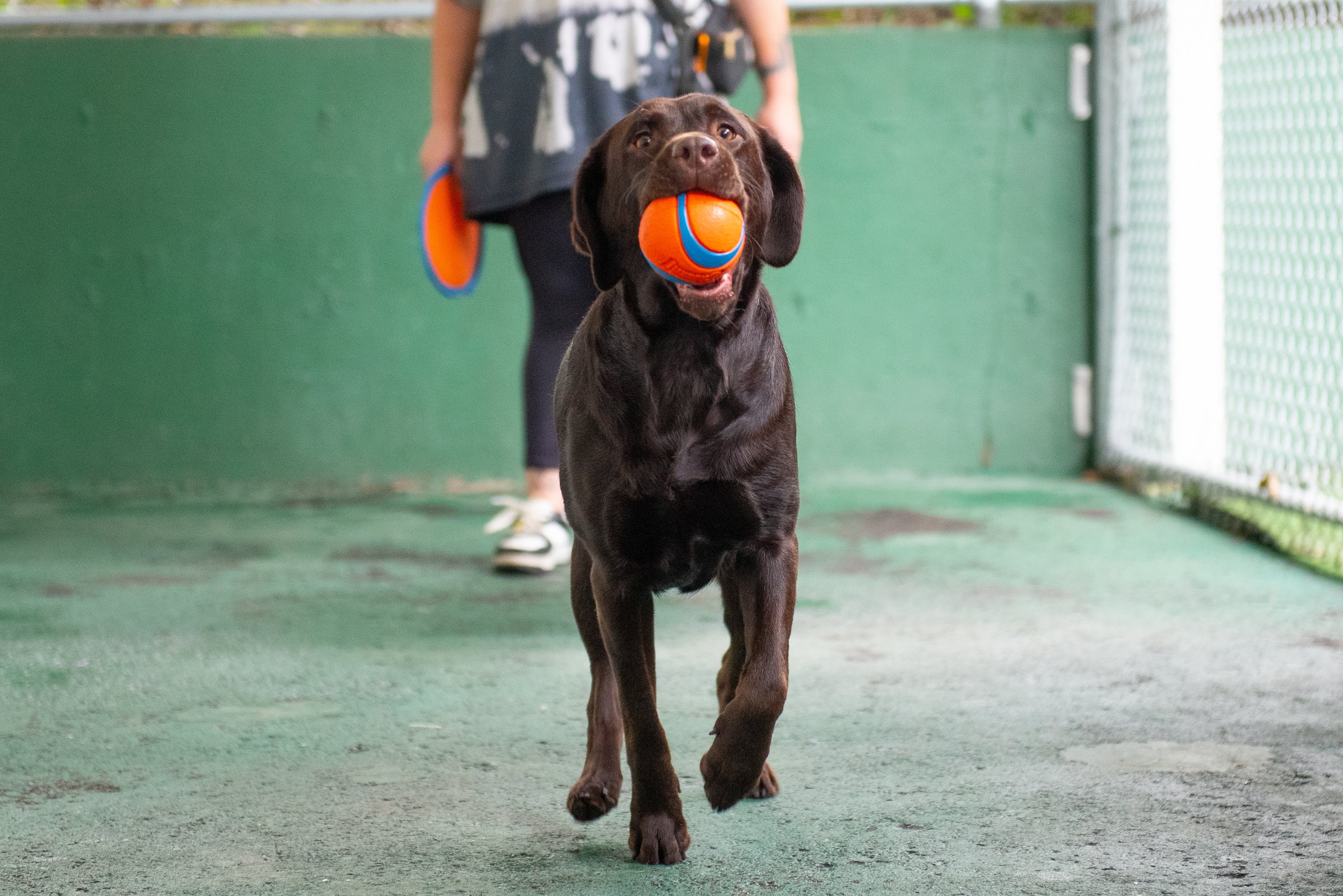 Choosing Dog Daycare in Port Coquitlam for Senior Dogs