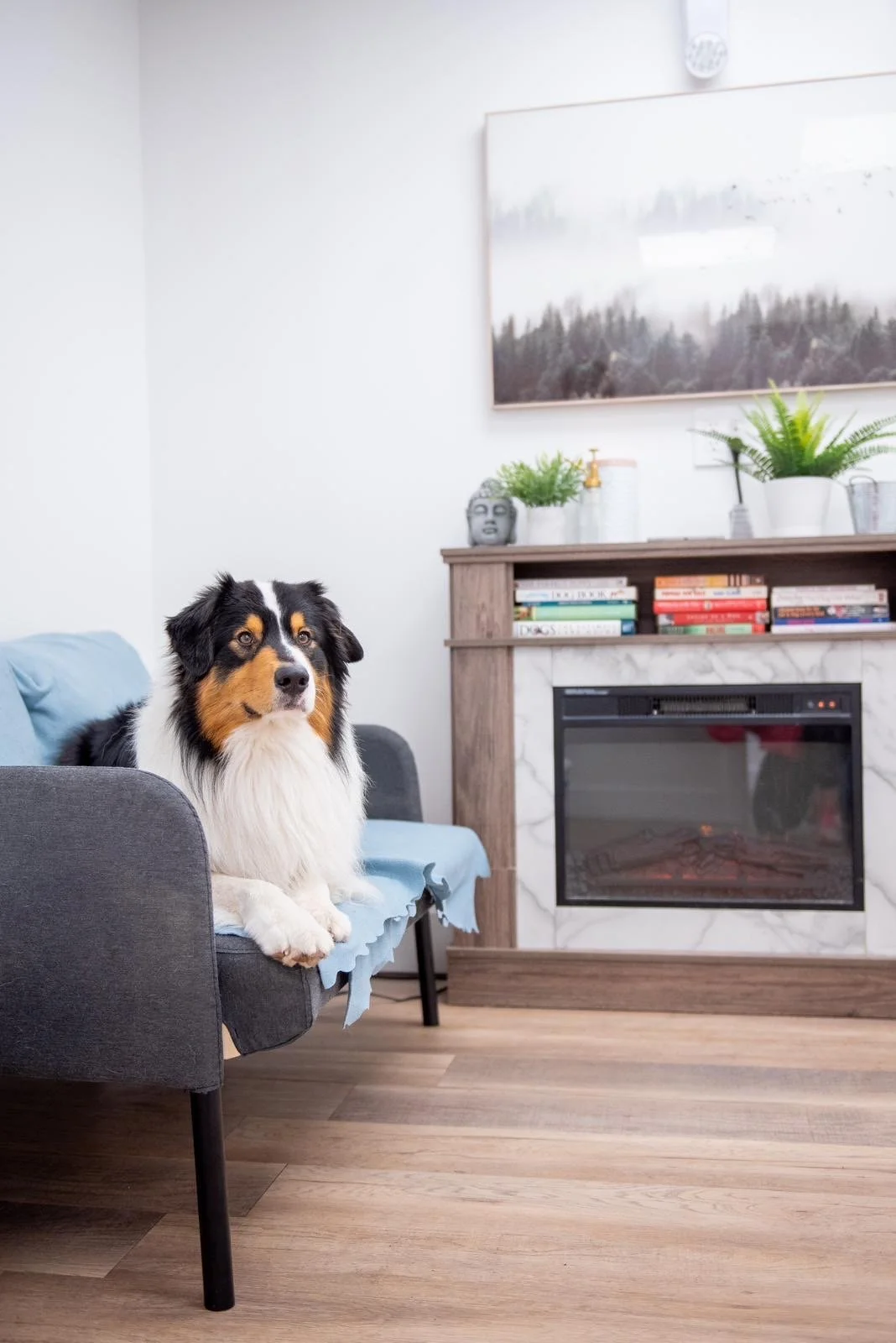 Spring Reset: Preparing Your Dog for Daycare in Port Coquitlam