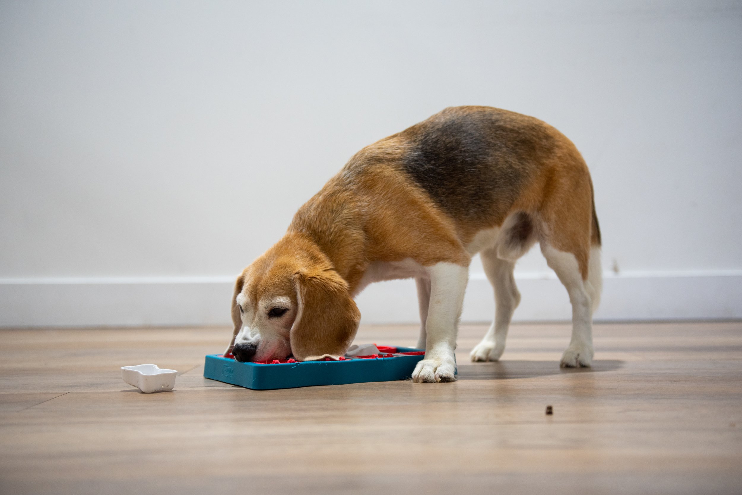 Vacation-Ready Puppies: First-Time Boarding Checklist in Tri-Cities