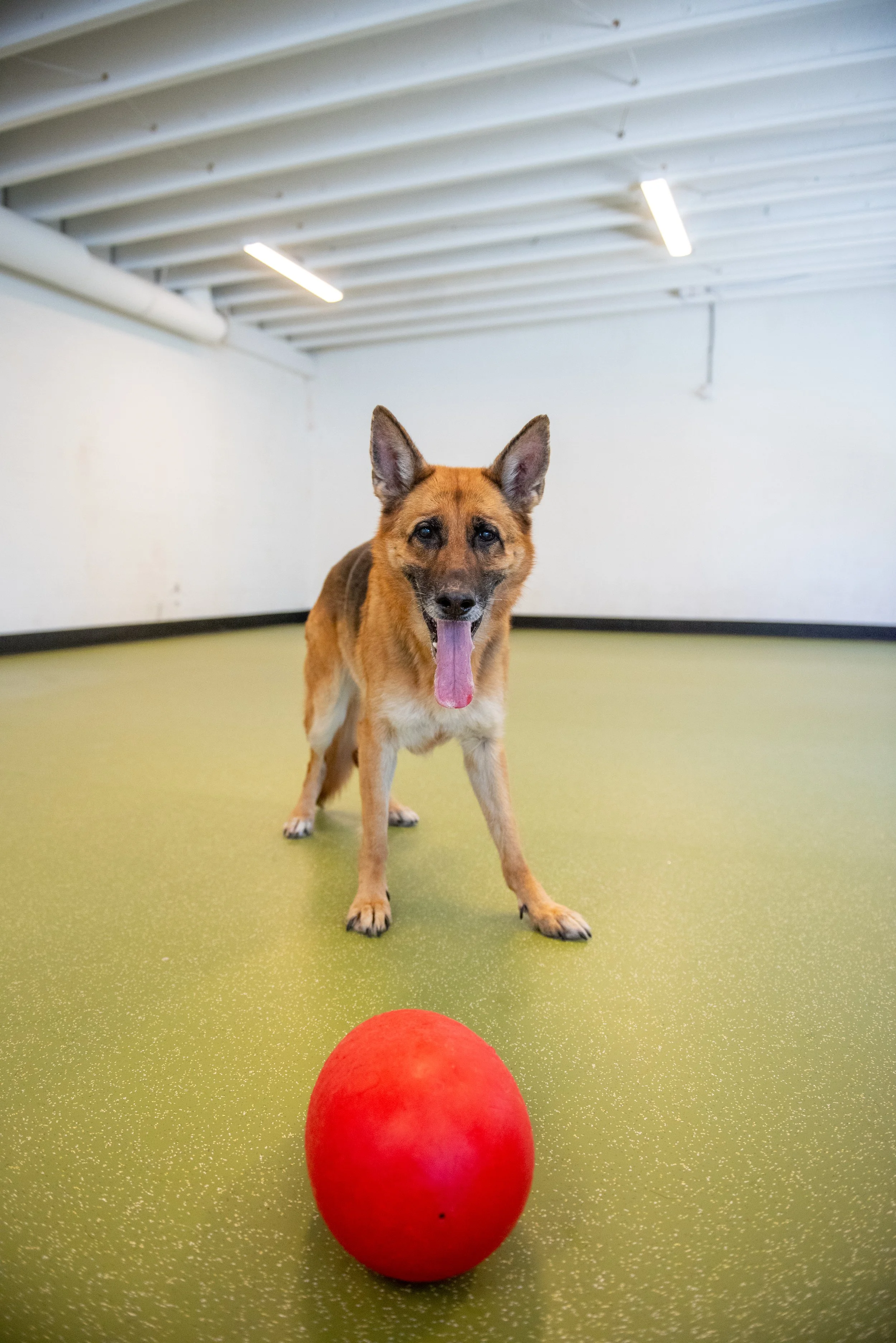 Vacation Planning with Dog Boarding in Port Coquitlam