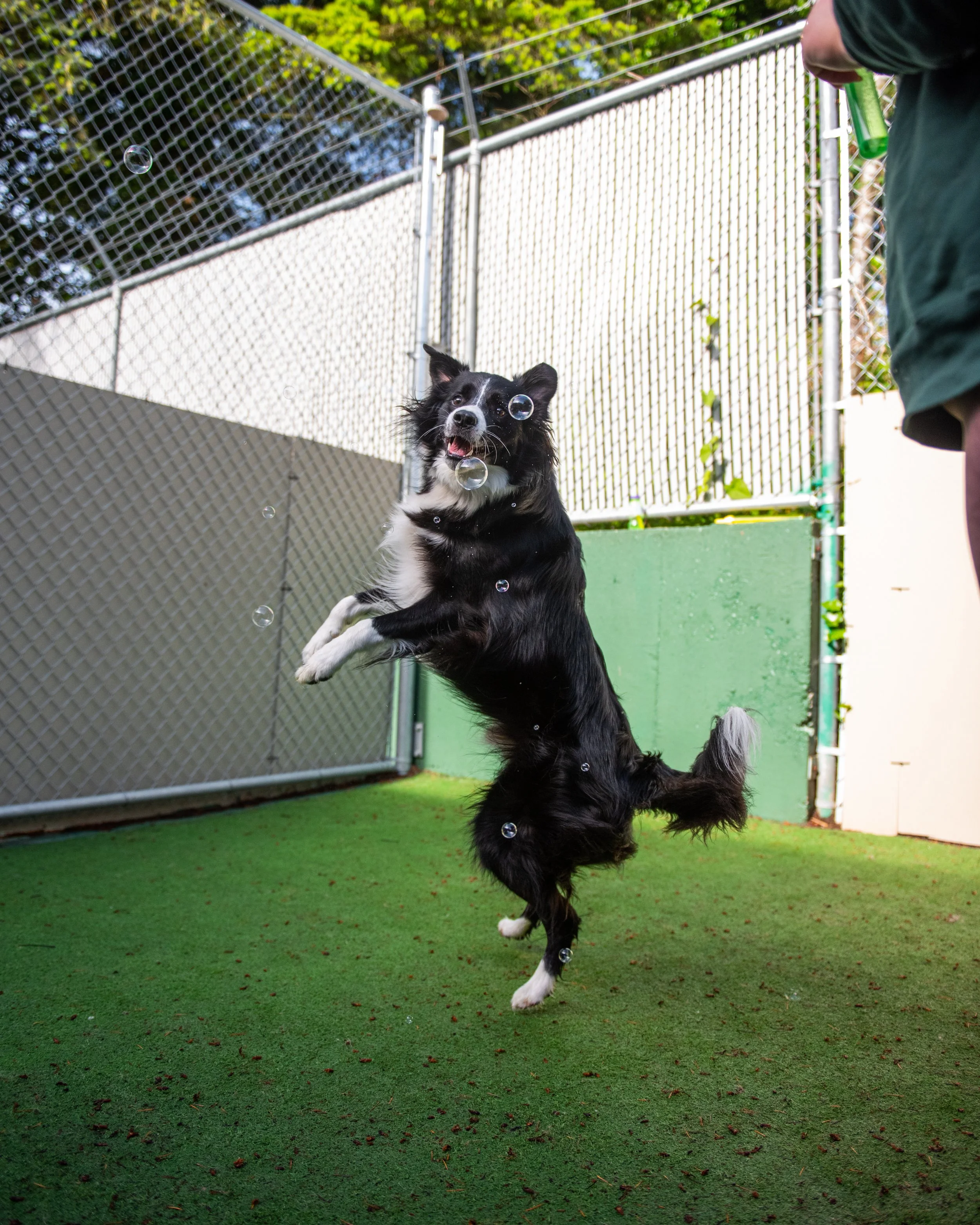 Summer Dog Care in the Tri-Cities: Safe, Cool and Fun