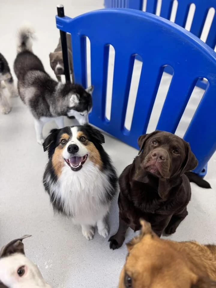 The Ultimate Dog Boarding Checklist for Port Coquitlam Pet Parents