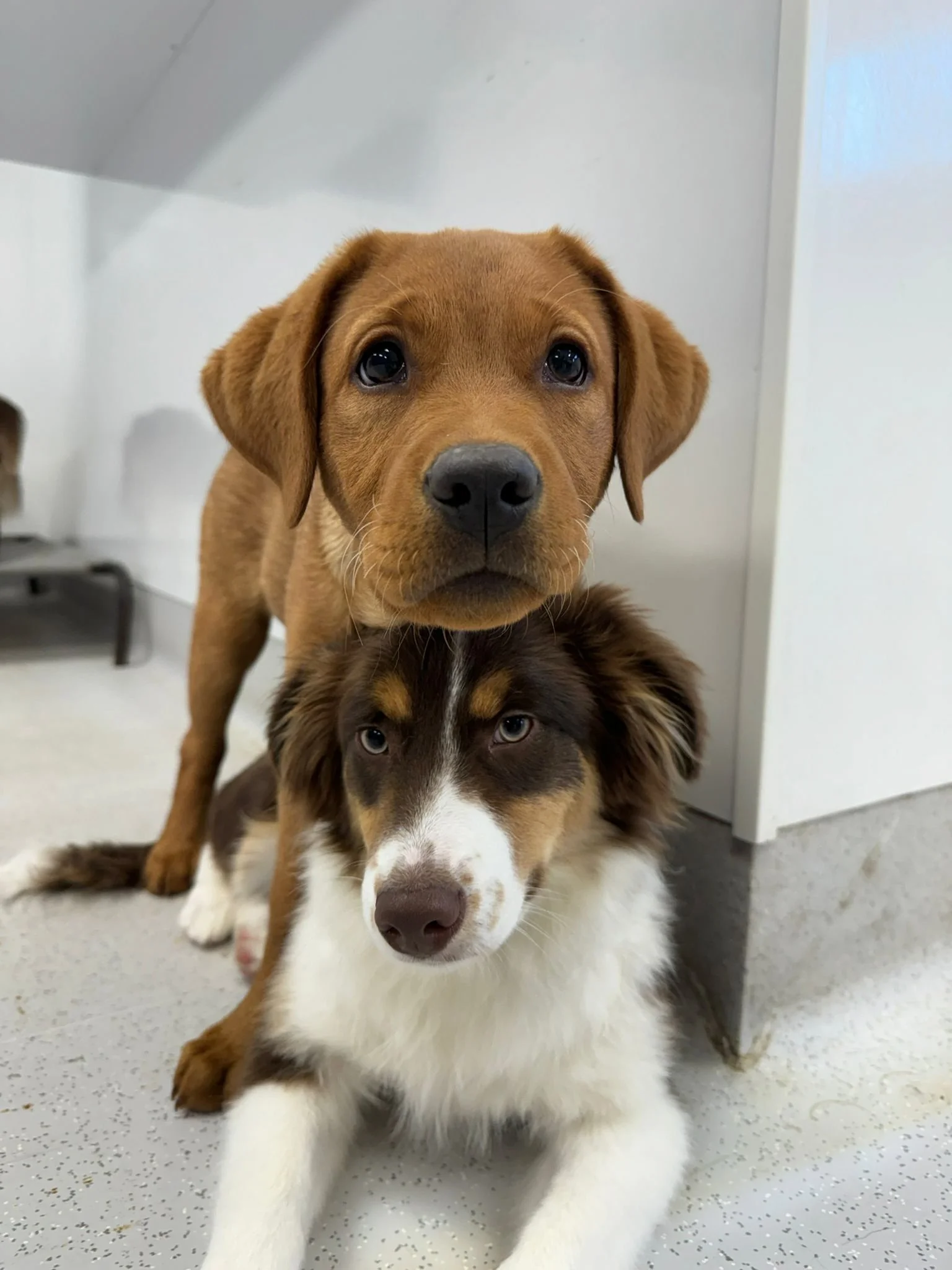 Dog Daycare Cost in Port Coquitlam: A Local Pricing Guide