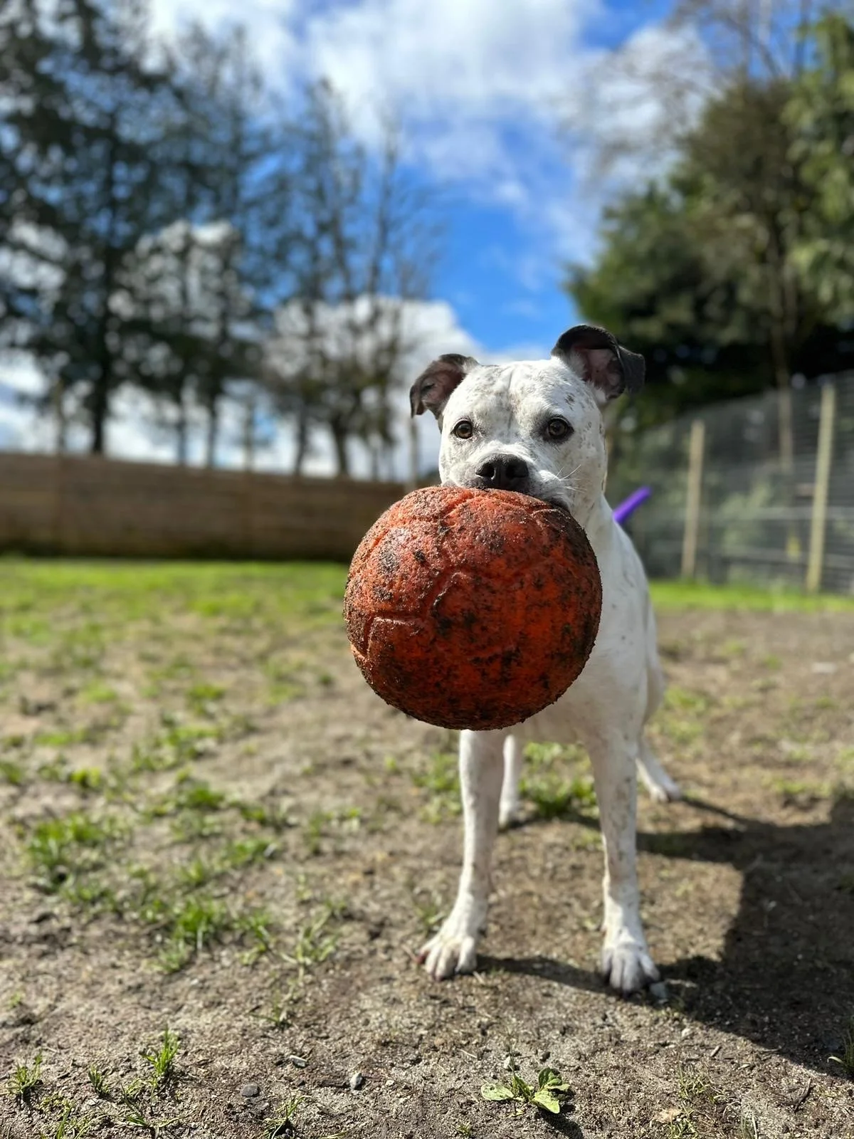 Dog Daycare for Reactive Dogs in Port Coquitlam with Heart